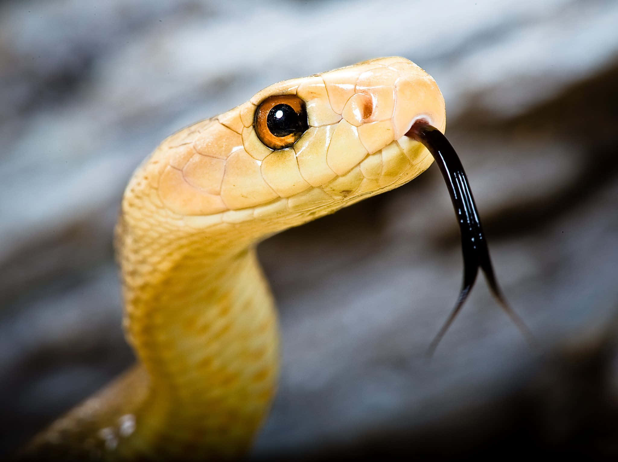 Scary Snake 桌布 壁紙 — 一條黃褐色蛇的特寫，分叉的黑色舌頭伸出，背景是模糊的岩石。
