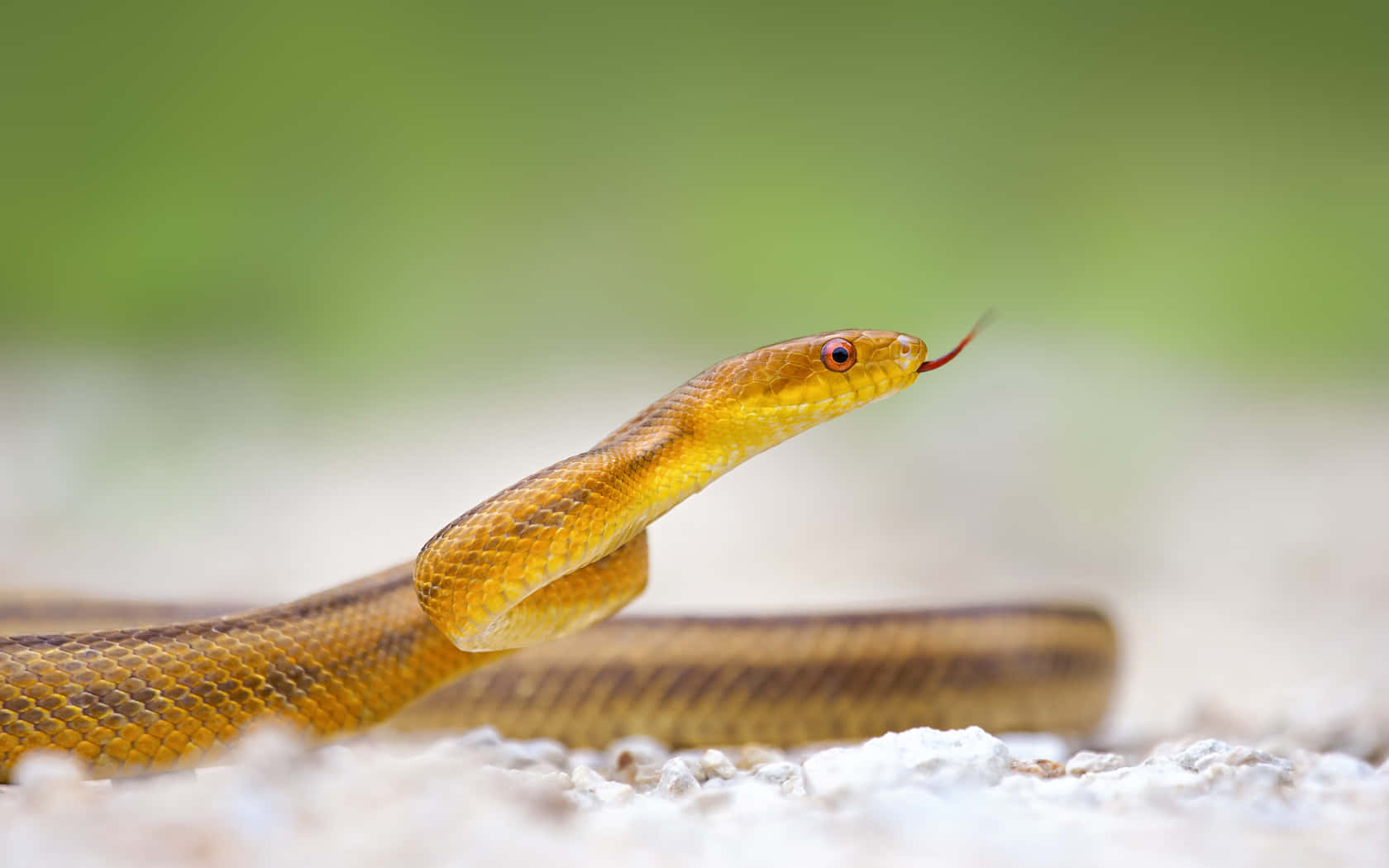 Brown Snake 桌布 壁紙 — 一條黃褐色蛇的特寫，紅眼睛，在碎石上吐舌頭，背景是模糊的綠色。