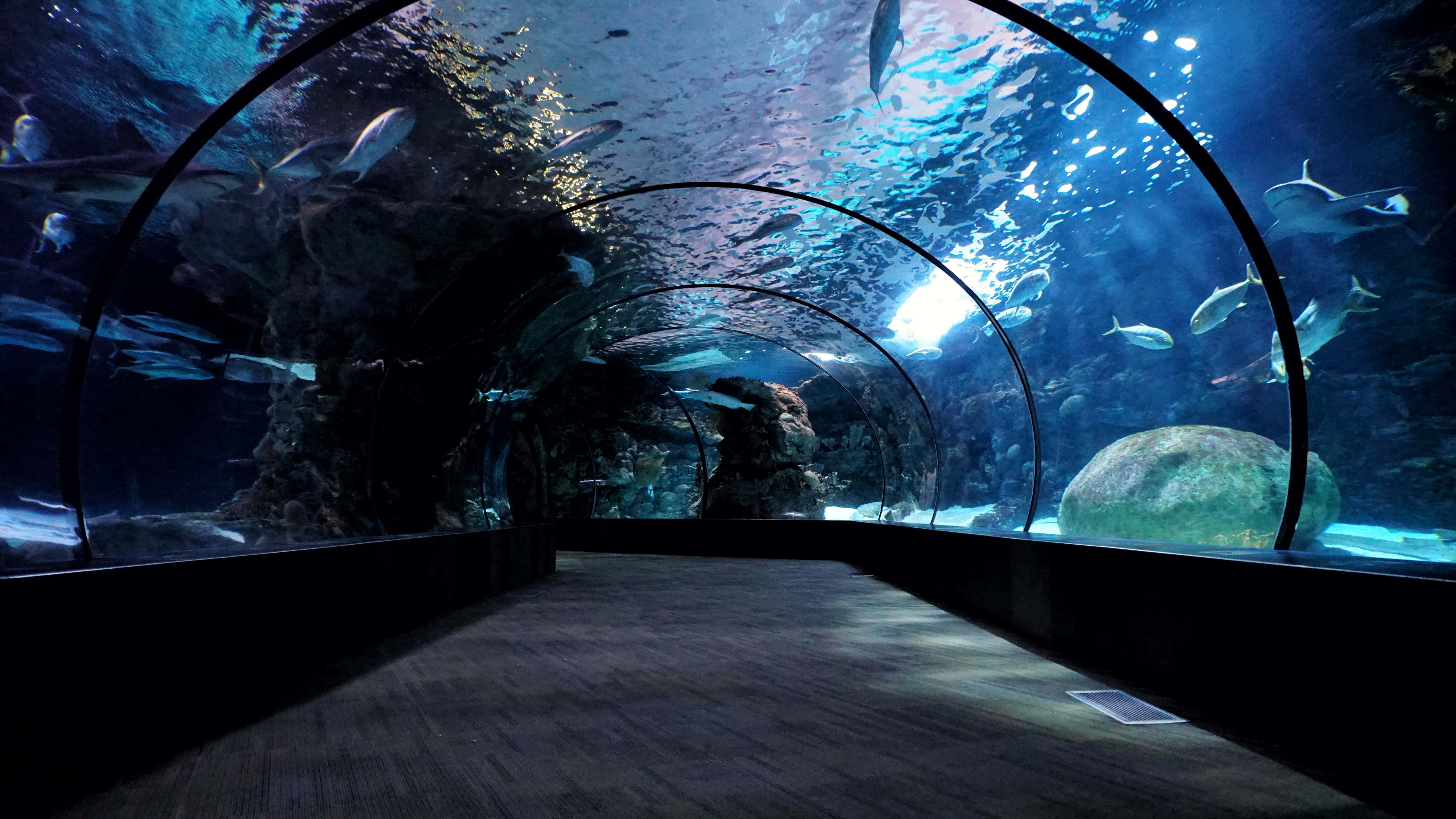 Aquarium 桌布 壁紙 — 一條黑暗的水下隧道，彎曲的玻璃牆揭示了魚群在深藍色水中游過岩石 formations 和一塊大石頭。
