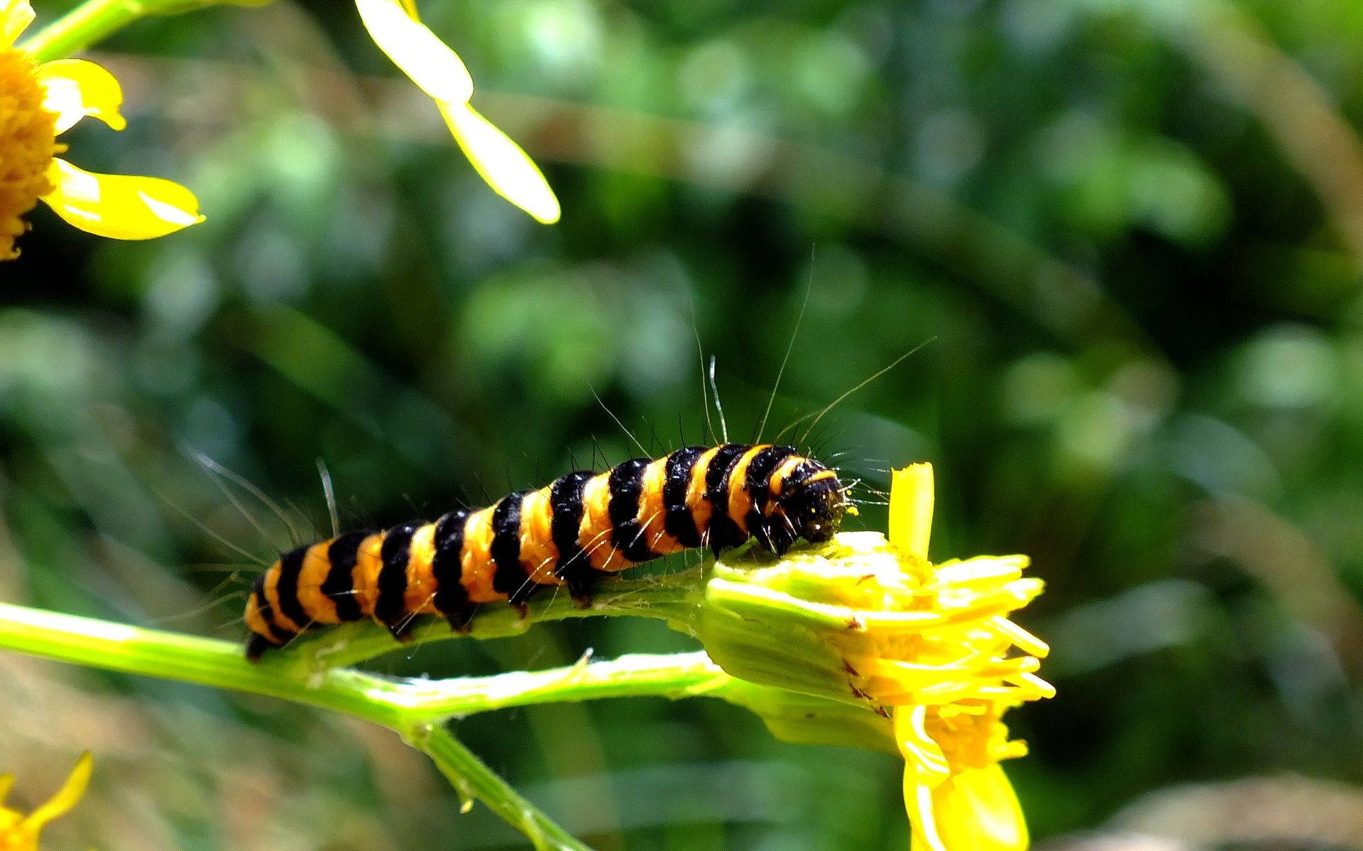 Caterpillar Insect 桌布 壁紙 — 一條黑橙條紋的毛毛蟲正在咀嚼一朵鮮黃色的花朵，背景是茂密模糊的綠色植物。