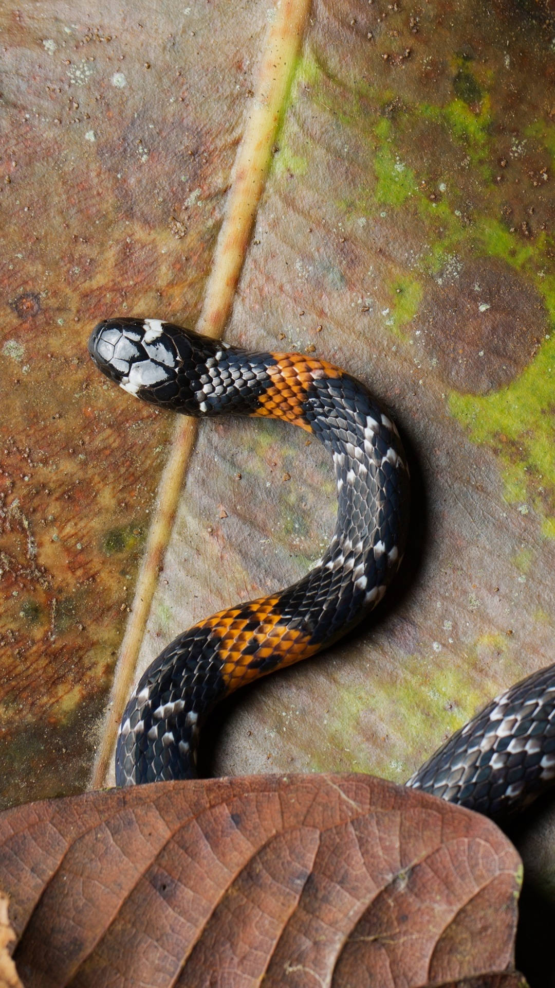 動物 桌布 壁紙 — 一條黑橙相間的帶狀蛇優雅地盤繞在一片帶有綠色苔蘚點綴的紋理棕色葉子上。
