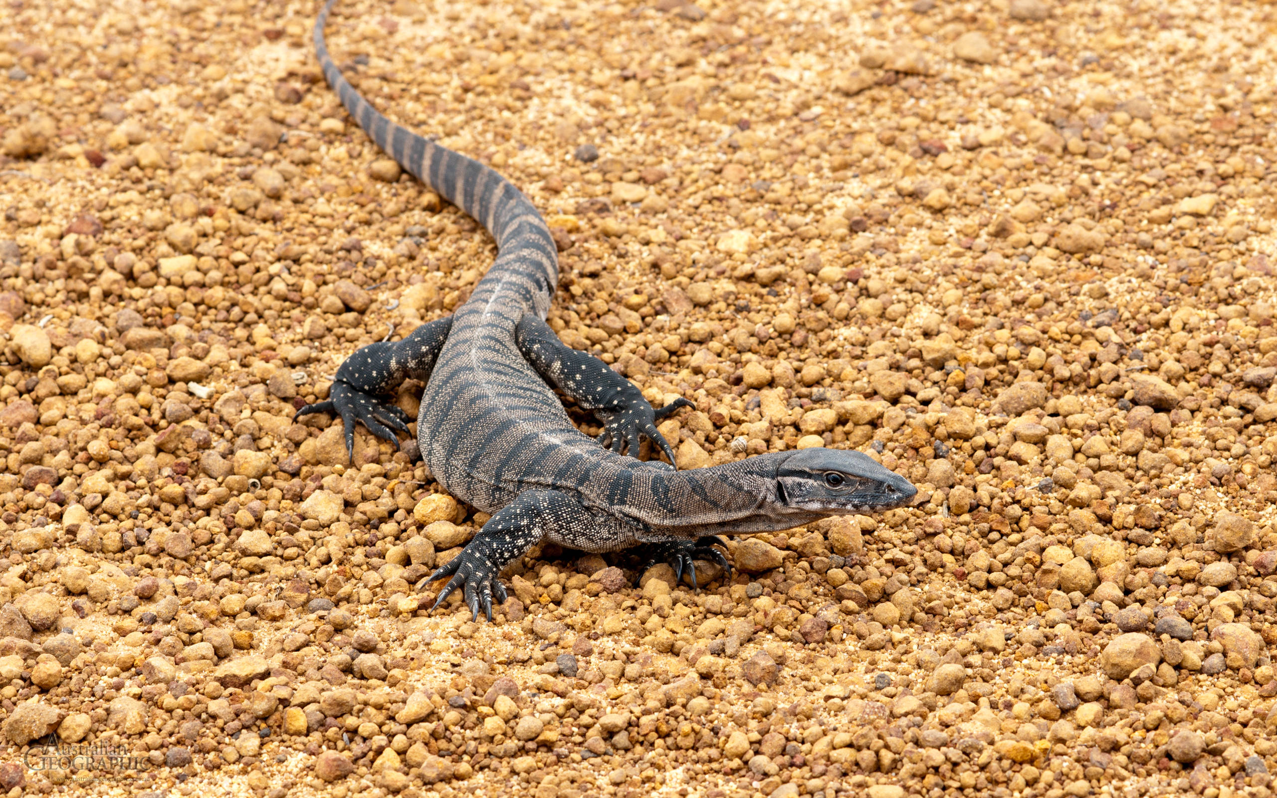 reptile 桌布 壁紙 — 一條黑灰色條紋的巨蜥在明亮的日光下，躺在被太陽曬熱的碎石床上休息。