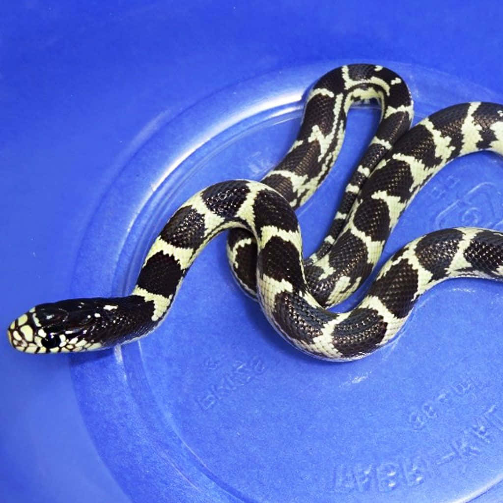 King Snake 桌布 壁紙 — 一條黑白圖案的蛇優雅地盤繞在充滿活力的藍色塑料表面上。