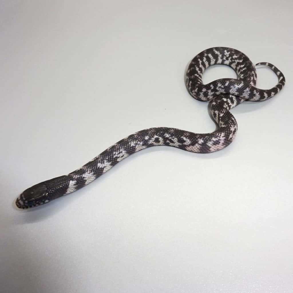King Snake 桌布 壁紙 — 一條黑白圖案蛇優雅地盤繞在純白表面上。