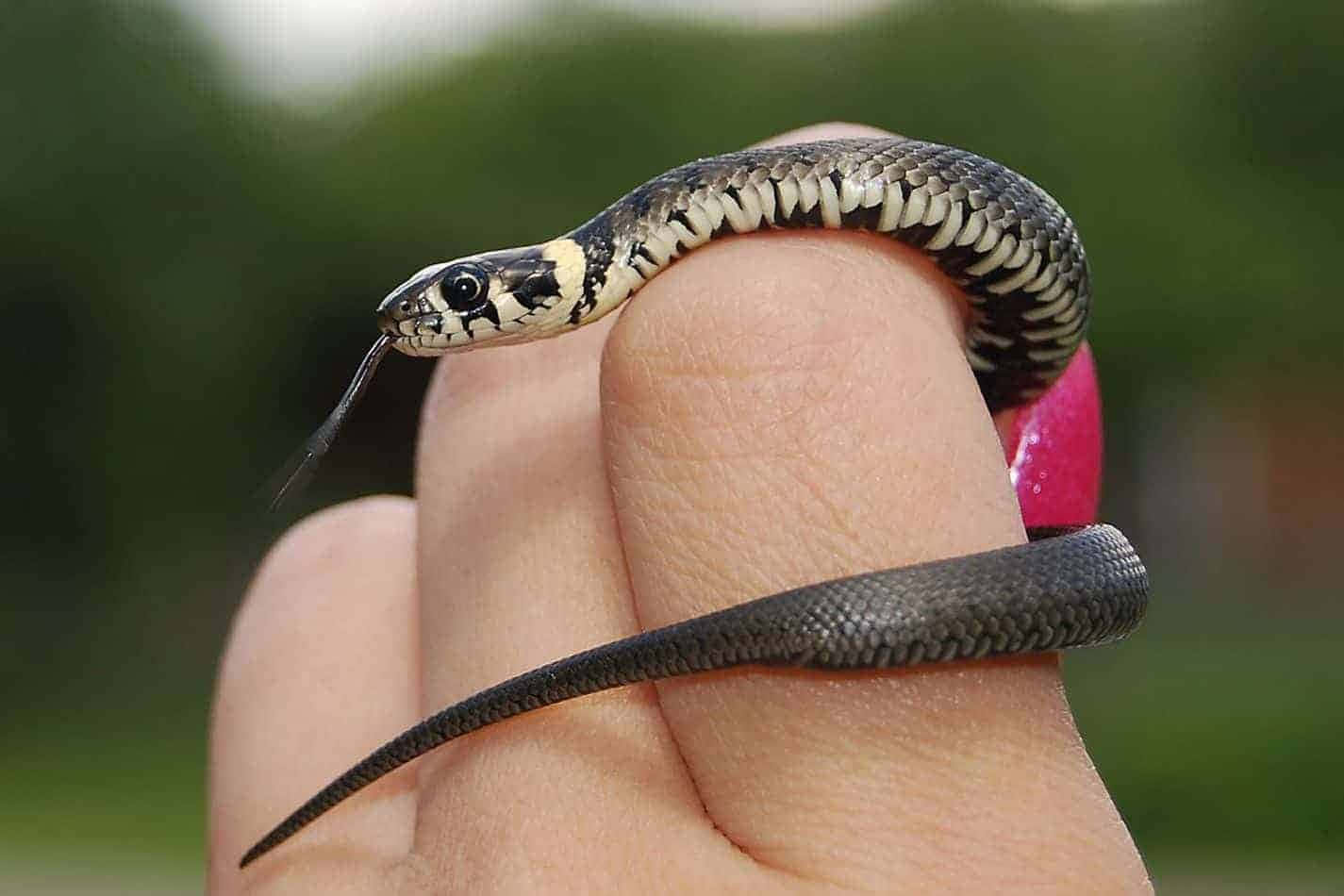 snakes 桌布 壁紙 — 一條黑白相間的小蛇輕輕纏繞在一個塗了粉紅色指甲油的人的手指上，舌頭在模糊的綠色背景前吐信。