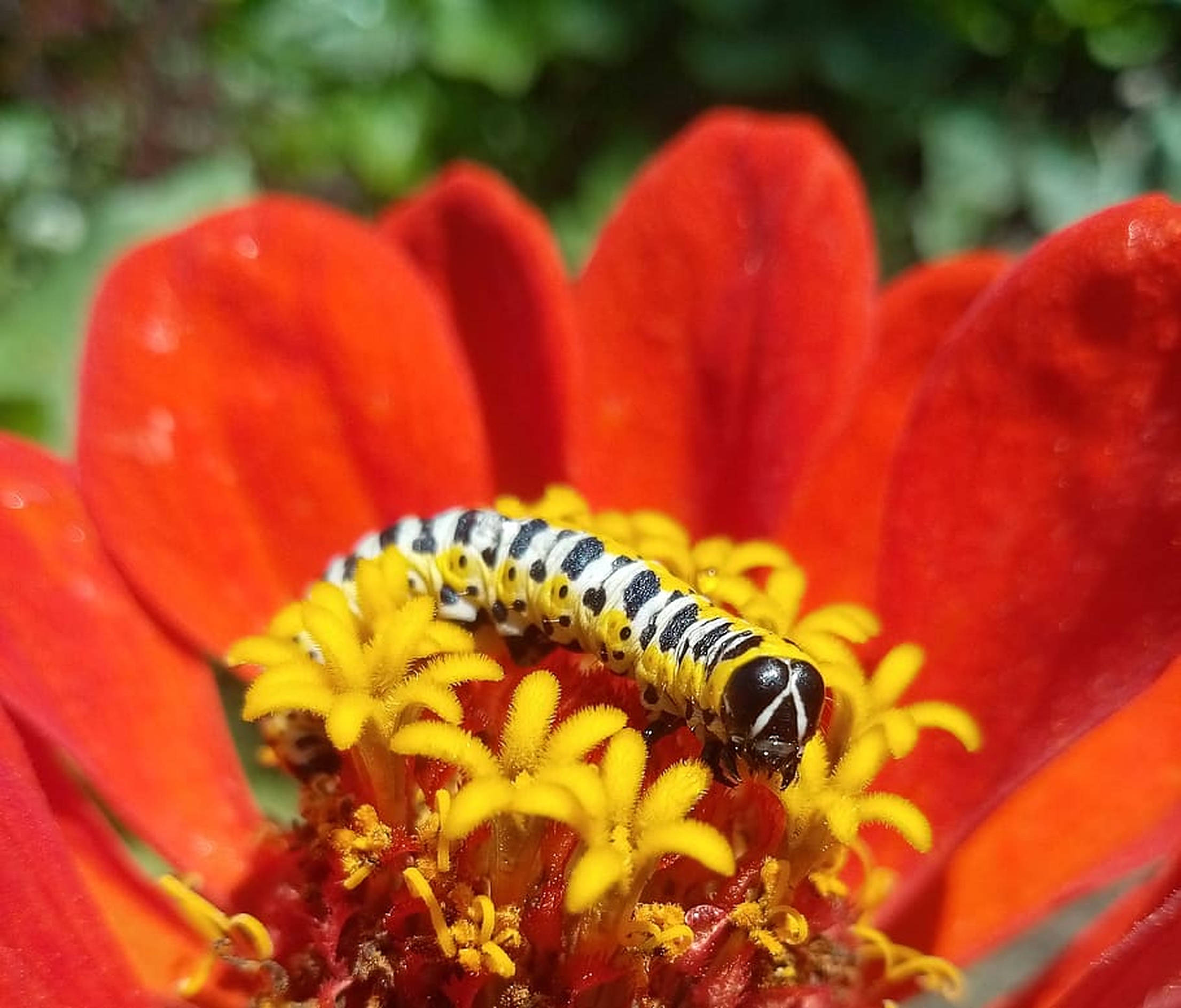 Caterpillar Insect 桌布 壁紙 — 一條黑白相間的毛蟲爬過鮮紅色百日菊的亮黃色中心。