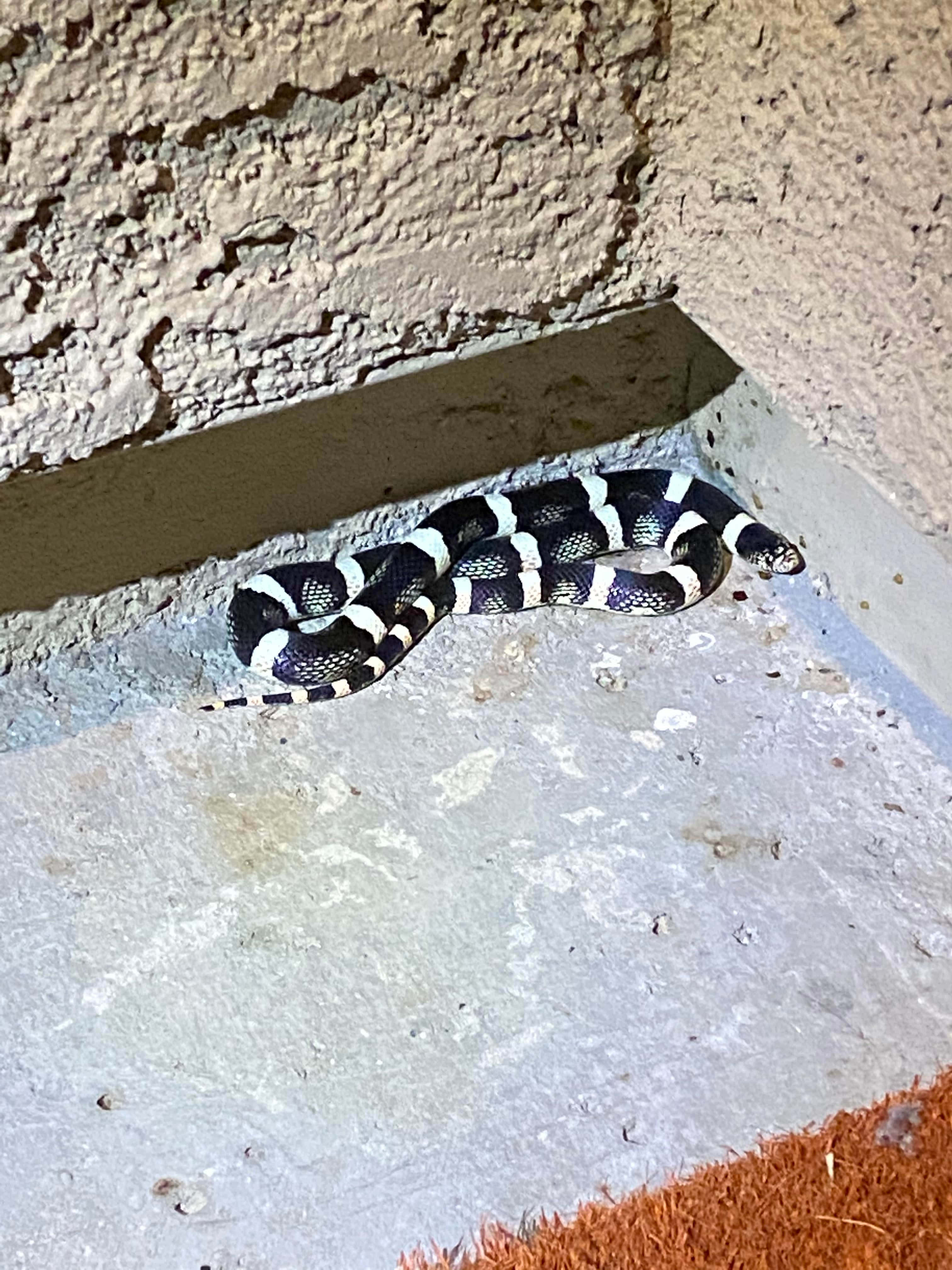 King Snake 桌布 壁紙 — 一條黑白相間的蛇在人造光下蜷縮在混凝土角落休息。
