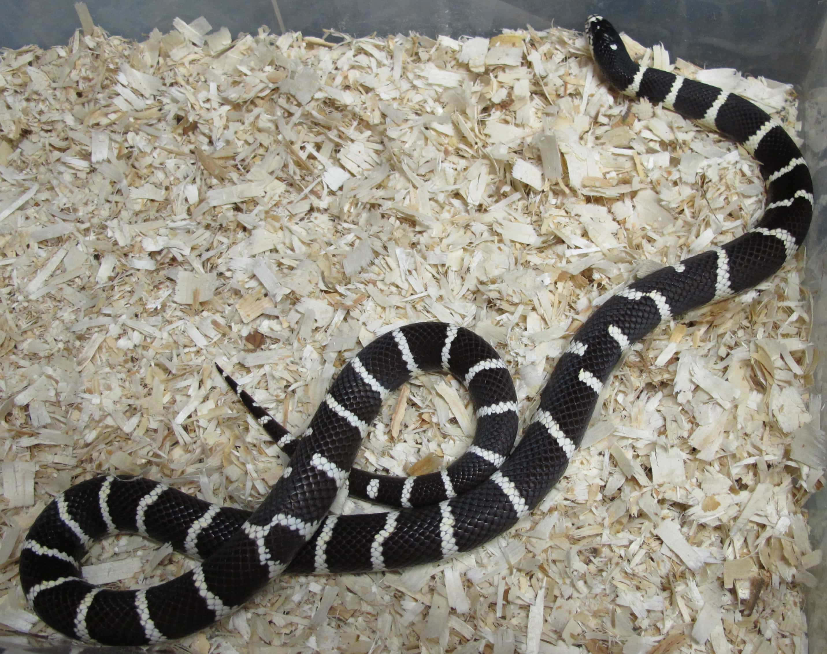King Snake 桌布 壁紙 — 一條黑白相間的蛇在透明圍欄內的淺色木屑床上優雅地盤繞。