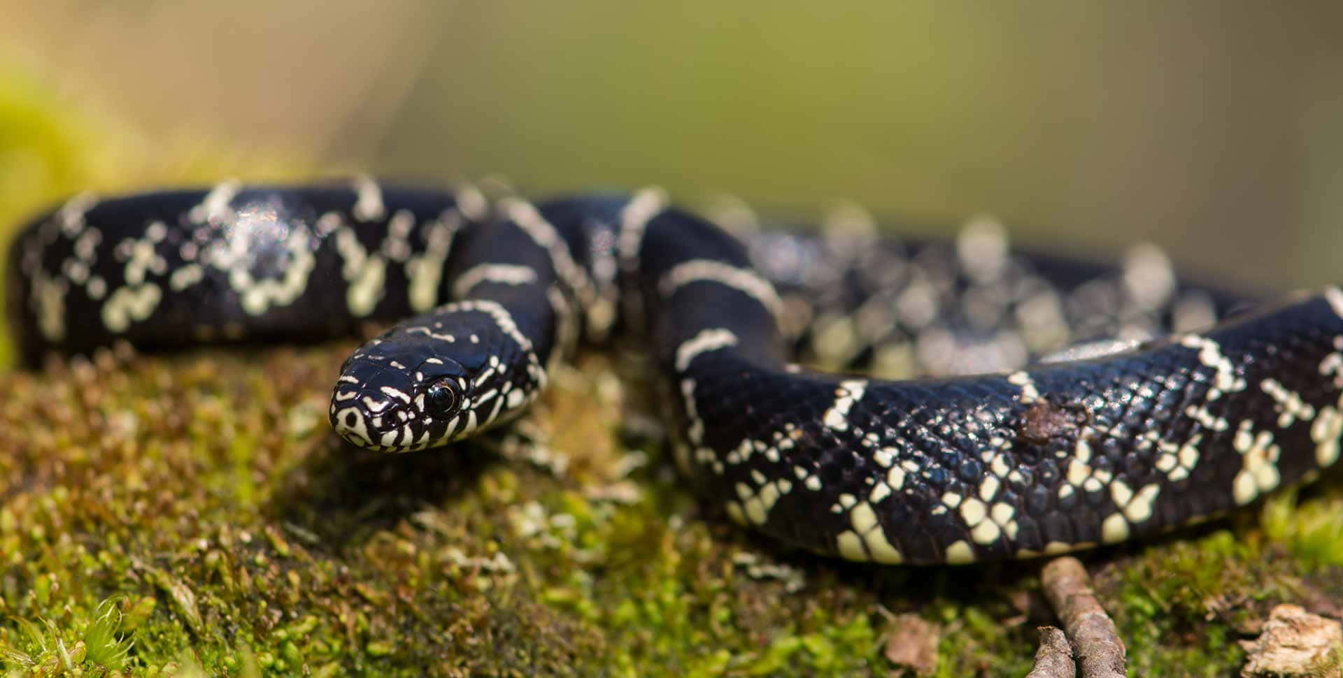 King Snake 桌布 壁紙 — 一條黑白相間的蛇在陽光照耀的森林地面上，優雅地纏繞在充滿活力的綠色苔蘚上。