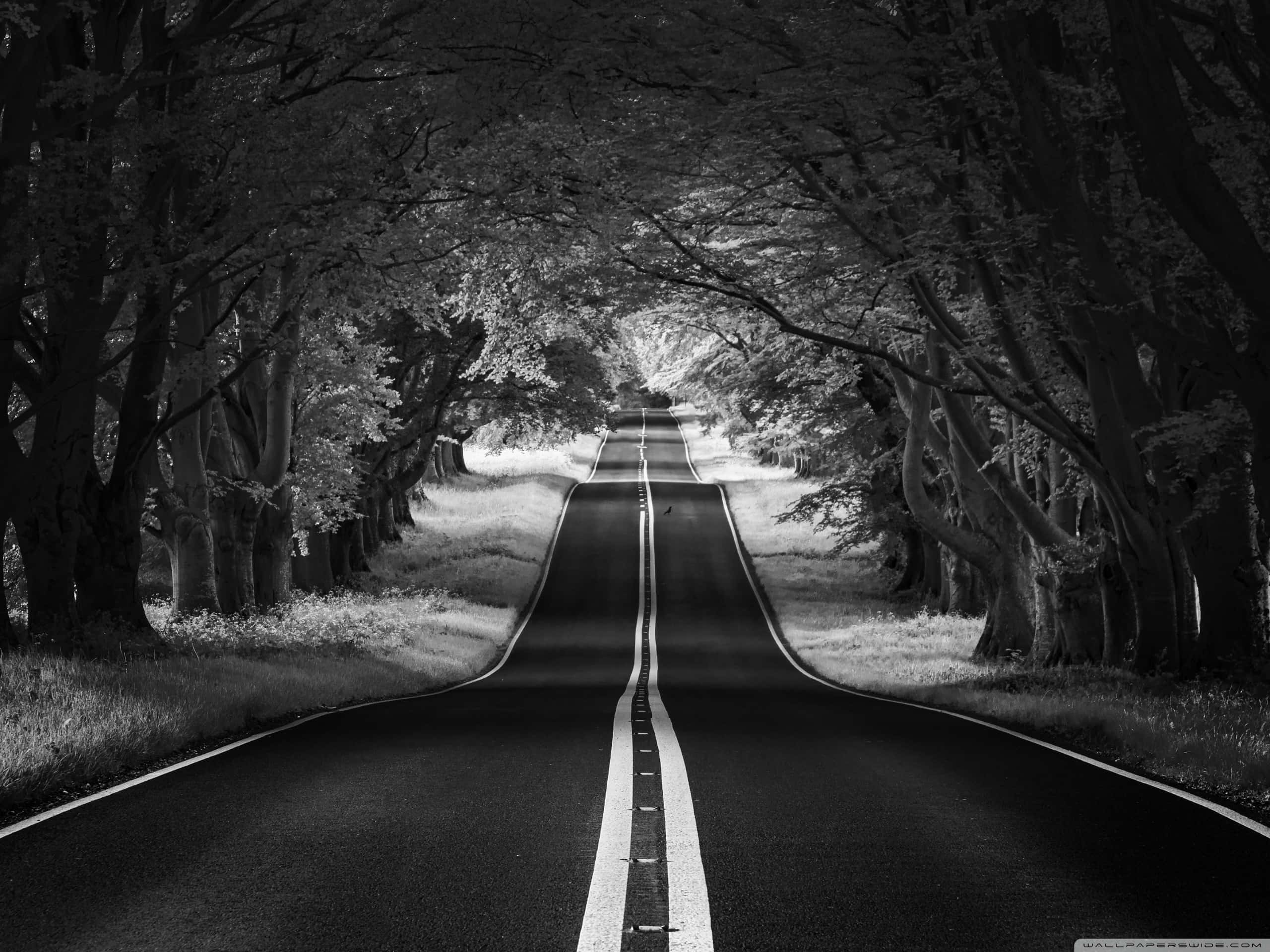 Black And White Aesthetic Pc 桌布 壁紙 — 一條黑白相間的道路穿過綠樹成蔭的隧道，通向明亮遙遠的地平線。