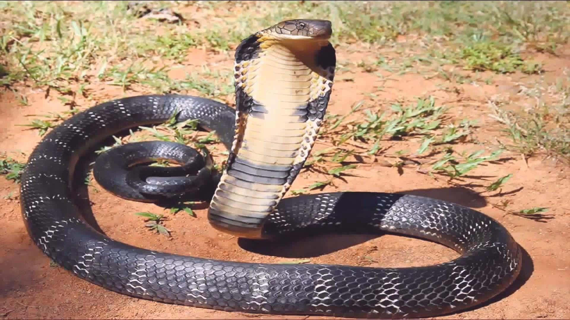 Cobra Snake 桌布 壁紙 — 一條黑眼鏡蛇帶有淡黃色頭罩，在稀疏的綠草中的紅褐色泥土上盤繞警戒，處於明亮的陽光下。