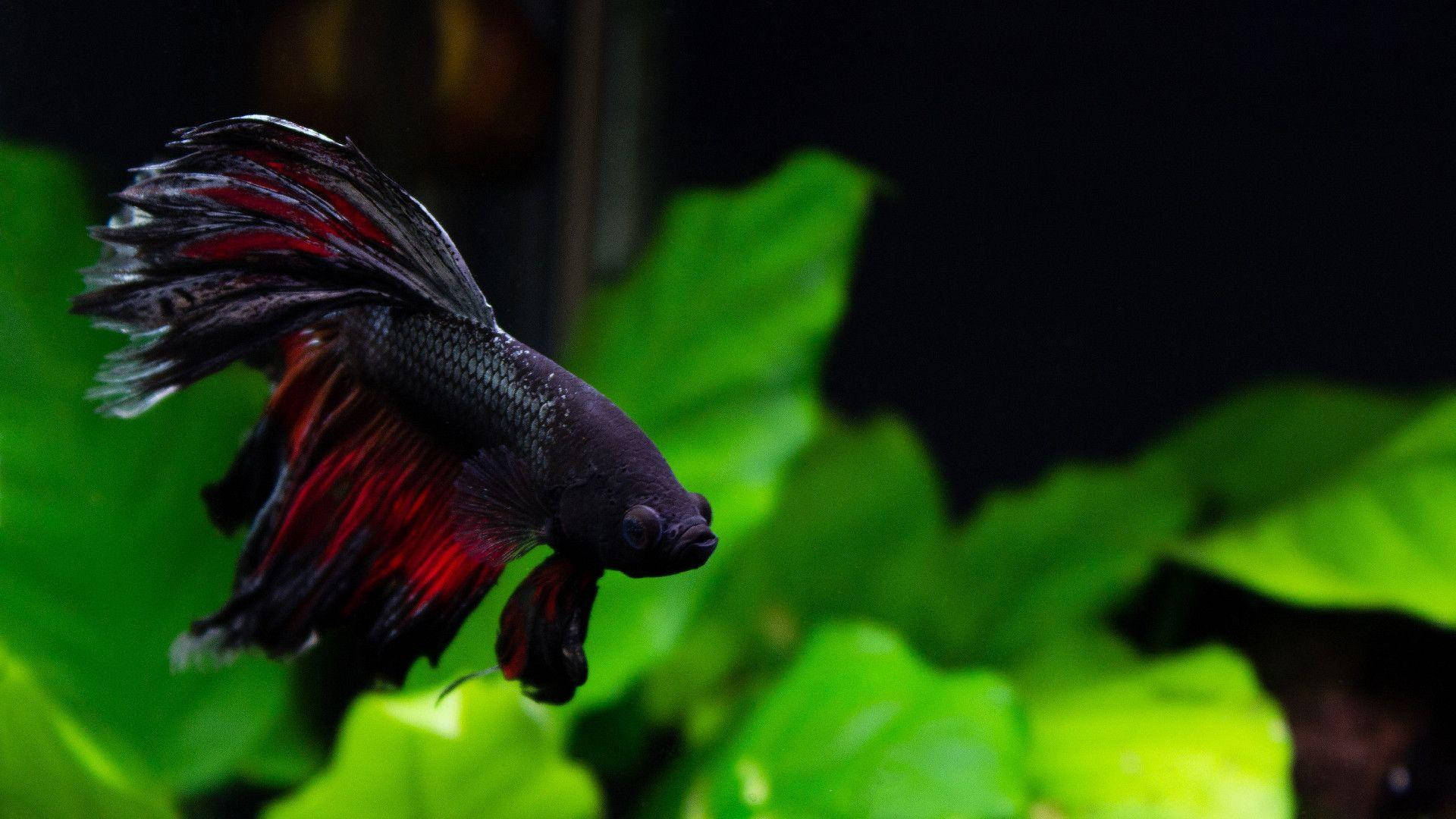 Betta Fish 桌布 壁紙 — 一條黑紅色的鬥魚在昏暗的魚缸中，在充滿生氣的綠色水草之間優雅地游動。