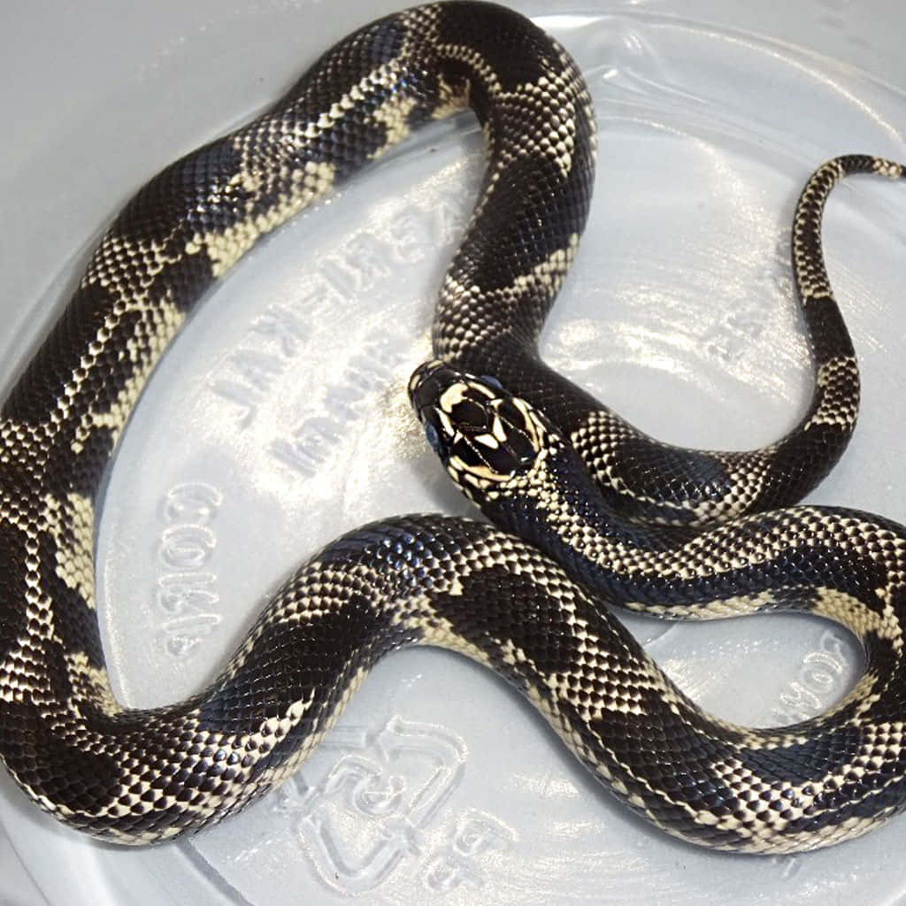 King Snake 桌布 壁紙 — 一條黑色和奶油色圖案的蛇優雅地盤繞在帶有浮雕文字的透明塑料表面上。