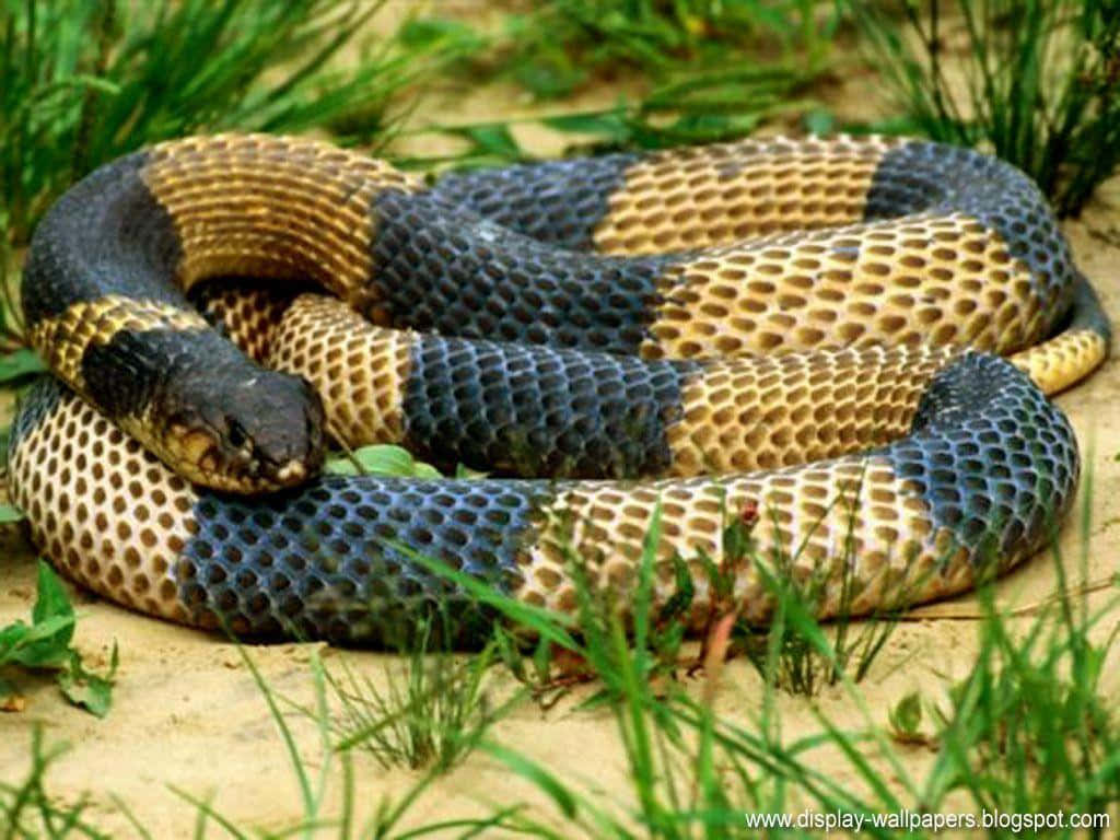 Cobra Snake 桌布 壁紙 — 一條黑色和金色的蛇盤繞在沙地上，周圍是綠草，在明亮的日光下休息。