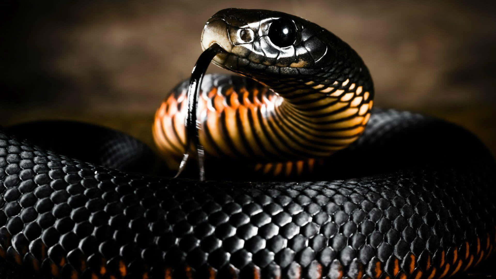 Cobra Snake 桌布 壁紙 — 一條黑色腹部橙色的蛇蜷縮著並吐舌頭的特寫，背景為深色模糊。