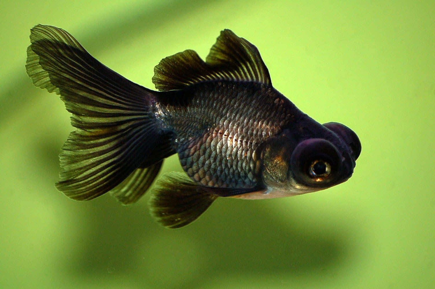 Goldfish 桌布 壁紙 — 一條黑色花式金魚，擁有流動的鰭和突出的眼睛，在柔和的綠色背景下優雅地游動。