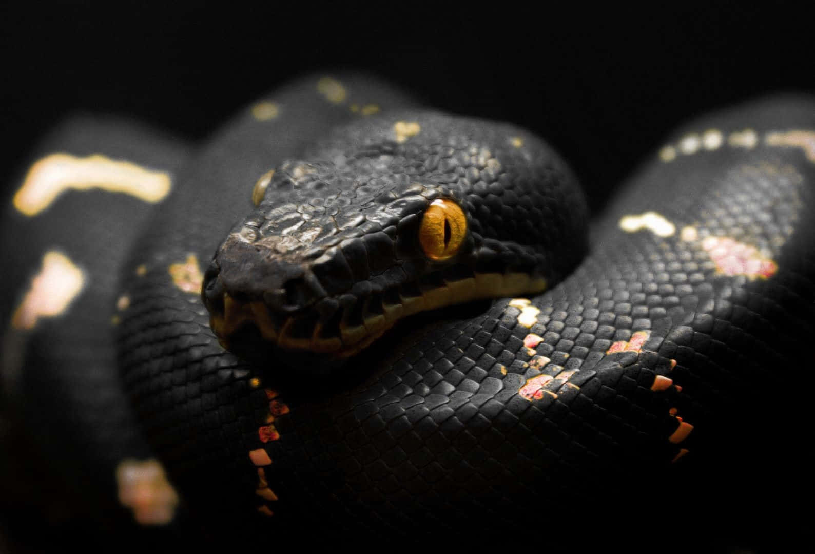 Rattlesnake 桌布 壁紙 — 一條黑蟒蛇金黃色眼睛蜷縮在黑暗背景前的特寫。