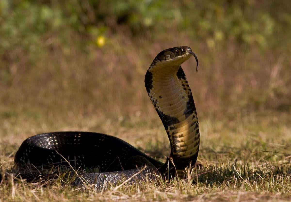 Cobra Snake 桌布 壁紙 — 一條黑頸眼鏡蛇在草叢中擺出姿勢，頸部擴張，舌頭吐信，在明亮的日光下。
