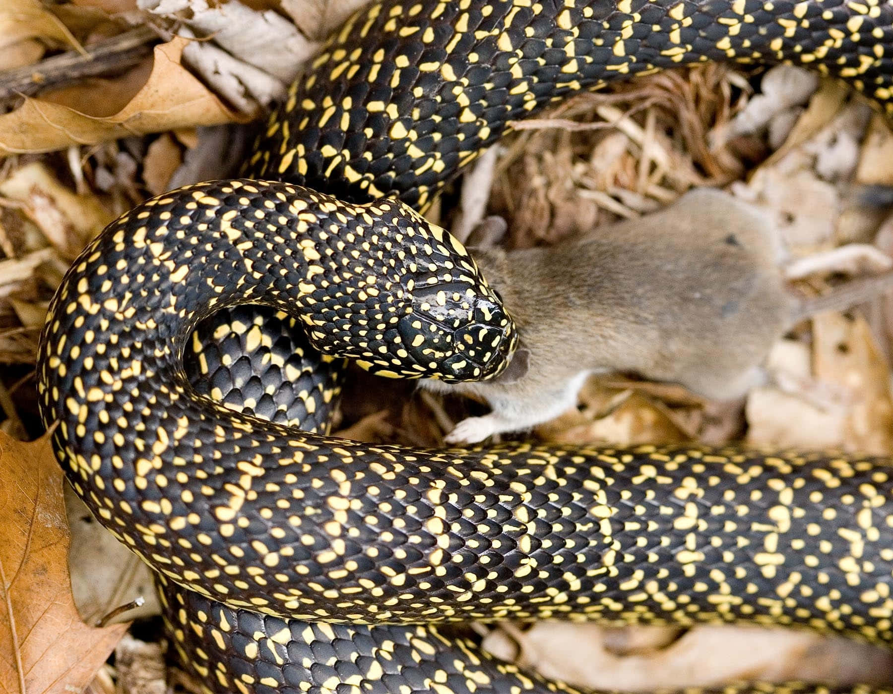 King Snake 桌布 壁紙 — 一條黑黃斑點蛇纏繞著一隻小老鼠，周圍是乾燥的棕色樹葉。