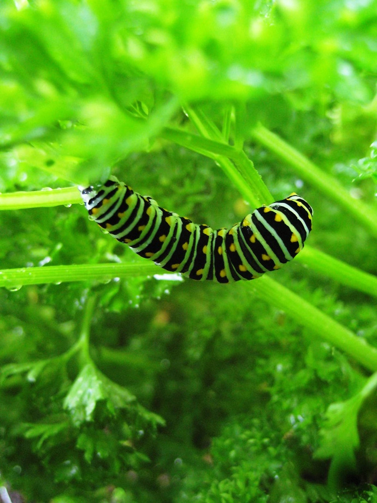 Caterpillar Insect 桌布 壁紙 — 一條黑黃條紋的毛毛蟲緊貼在沾滿露水的綠色歐芹莖上，周圍是茂密的葉子。