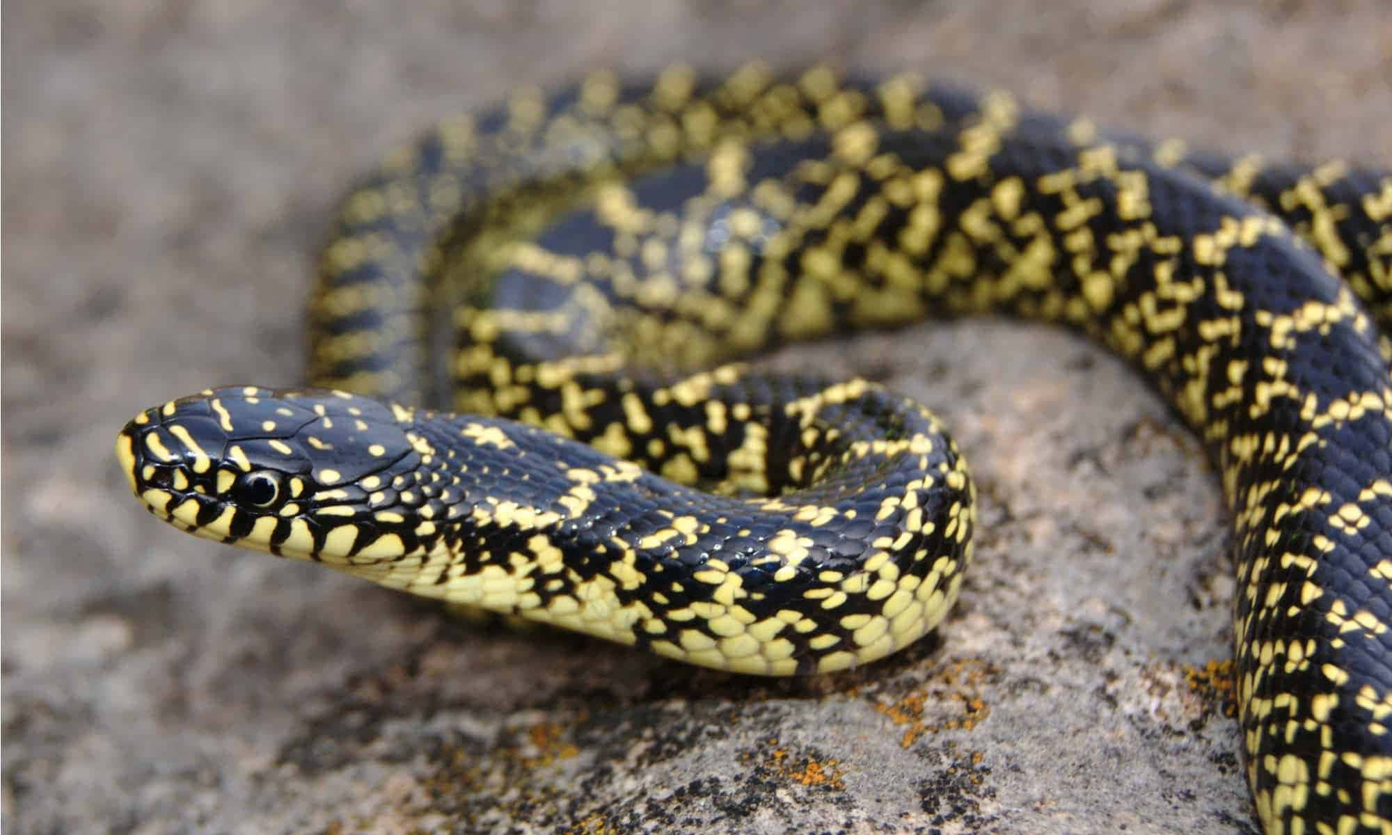 King Snake 桌布 壁紙 — 一條黑黃相間圖案的蛇優雅地盤繞在有紋理的灰色岩石上，頭部清晰對焦。