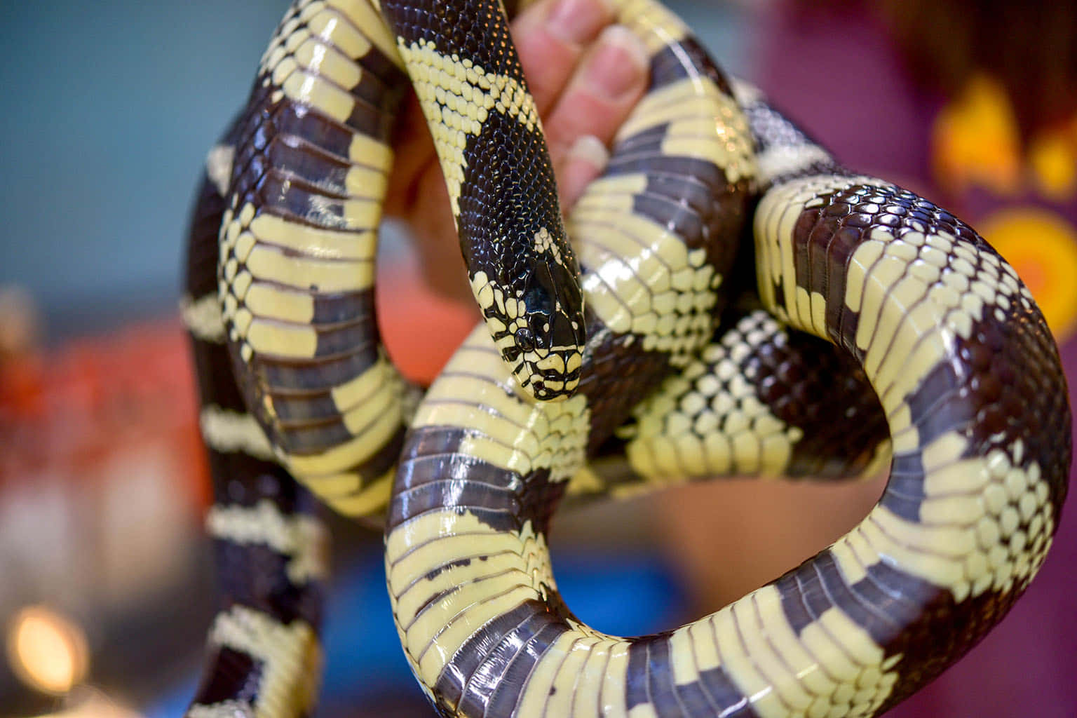 King Snake 桌布 壁紙 — 一條黑黃相間條紋的蛇纏繞在人類手上，鱗片光澤的特寫。