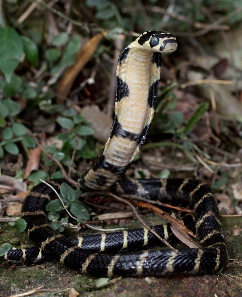 Scary Snake 桌布 壁紙 — 一條黑黃相間的帶狀眼鏡蛇在茂密的綠葉和落葉中擺出防禦姿態，豎起頭罩。