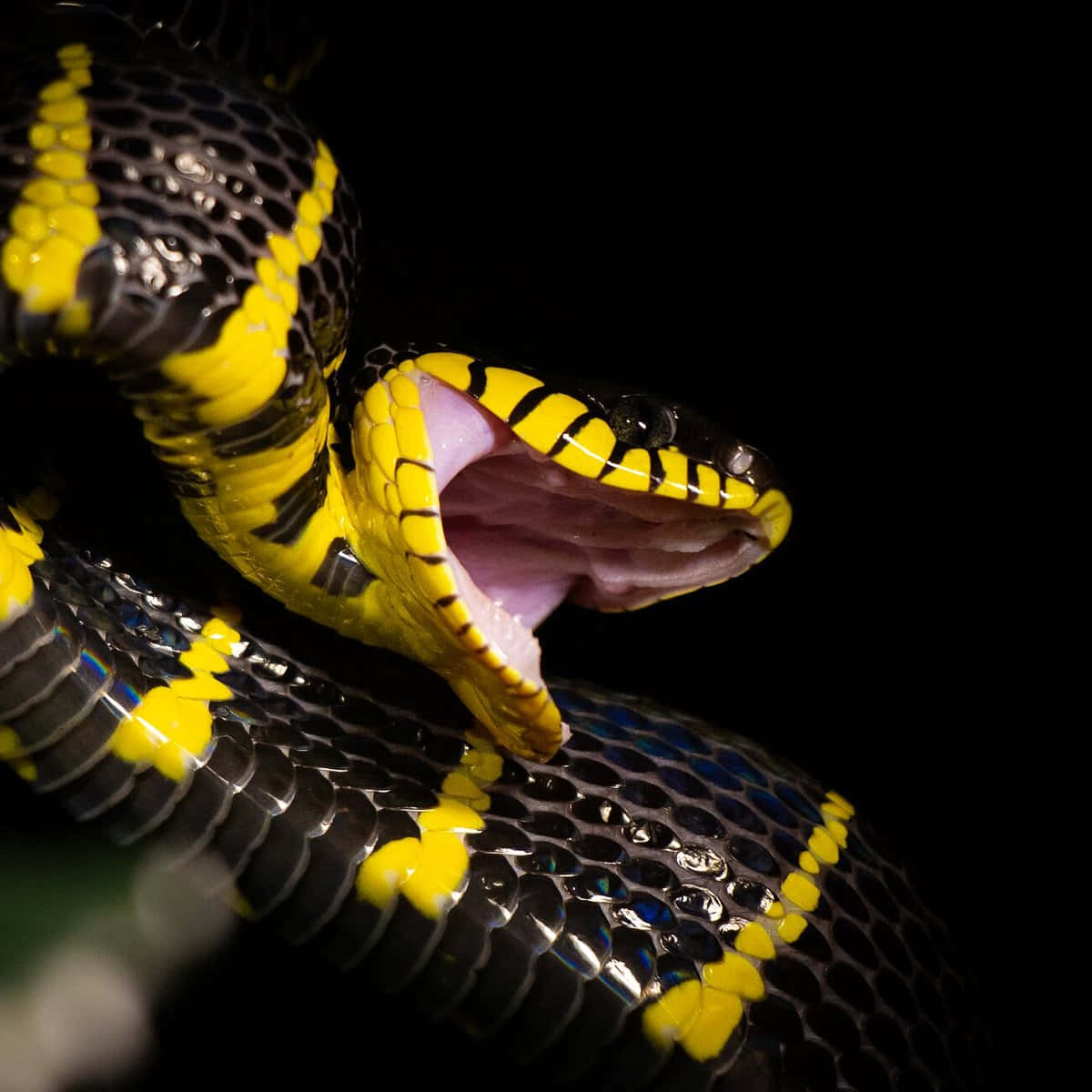 Yellow Snake 桌布 壁紙 — 一條黑黃相間的蛇在黑暗背景下張開嘴的特寫。