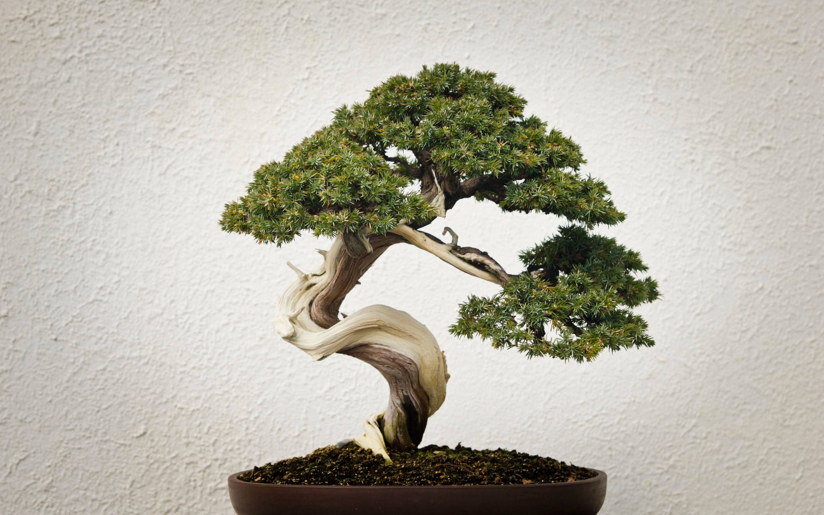 Plant 桌布 壁紙 — 一棵優雅彎曲的盆景樹，擁有茂密的綠色葉片，種植在深色花盆中，背景是紋理白色牆壁。
