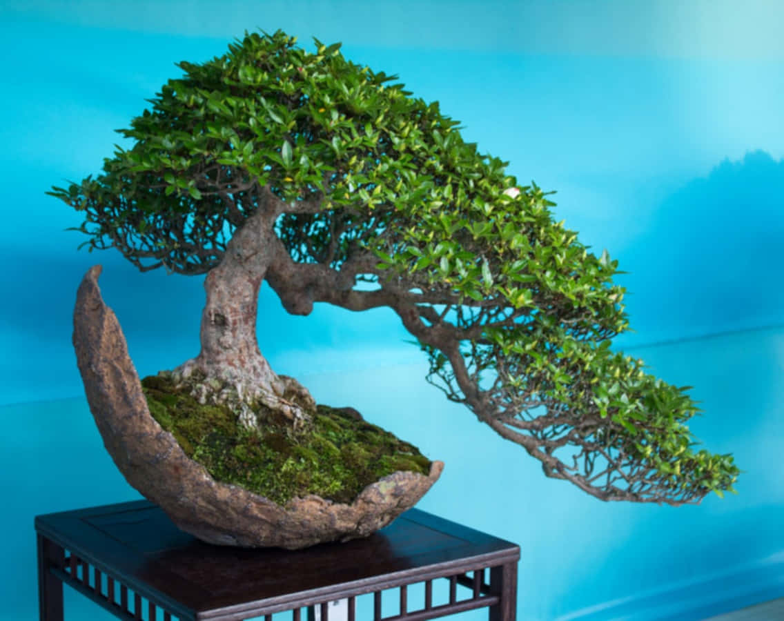 Bonsai Trees 桌布 壁紙 — 一棵優雅彎曲的盆景樹，擁有茂密的綠色葉子，放在一個質樸的木碗中，置於深色木架上，背景是柔和的藍色漸變。