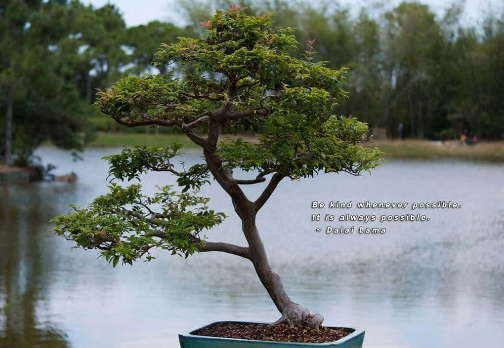 Bonsai Tree 桌布 壁紙 — 一棵優雅彎曲的盆景樹，長滿茂盛的綠葉，放在藍色花盆中，位於寧靜的湖邊，並帶有引文疊加。