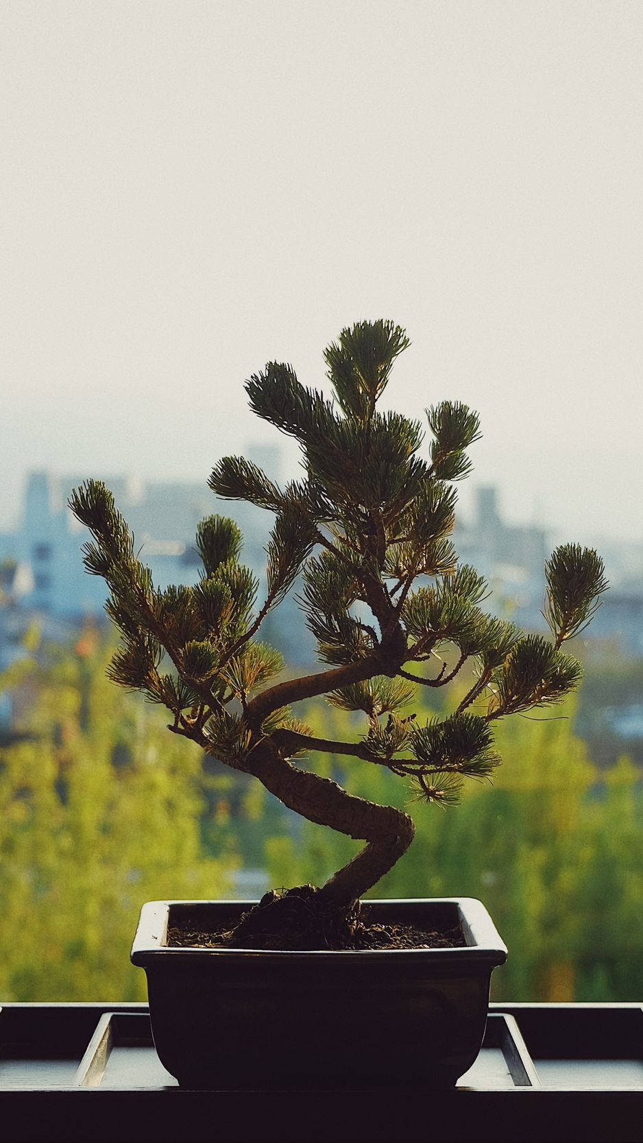Plant 桌布 壁紙 — 一棵優雅扭曲的盆景松樹種在黑色花盆中，放在窗台上，背景是朦朧的城市景觀和綠樹。