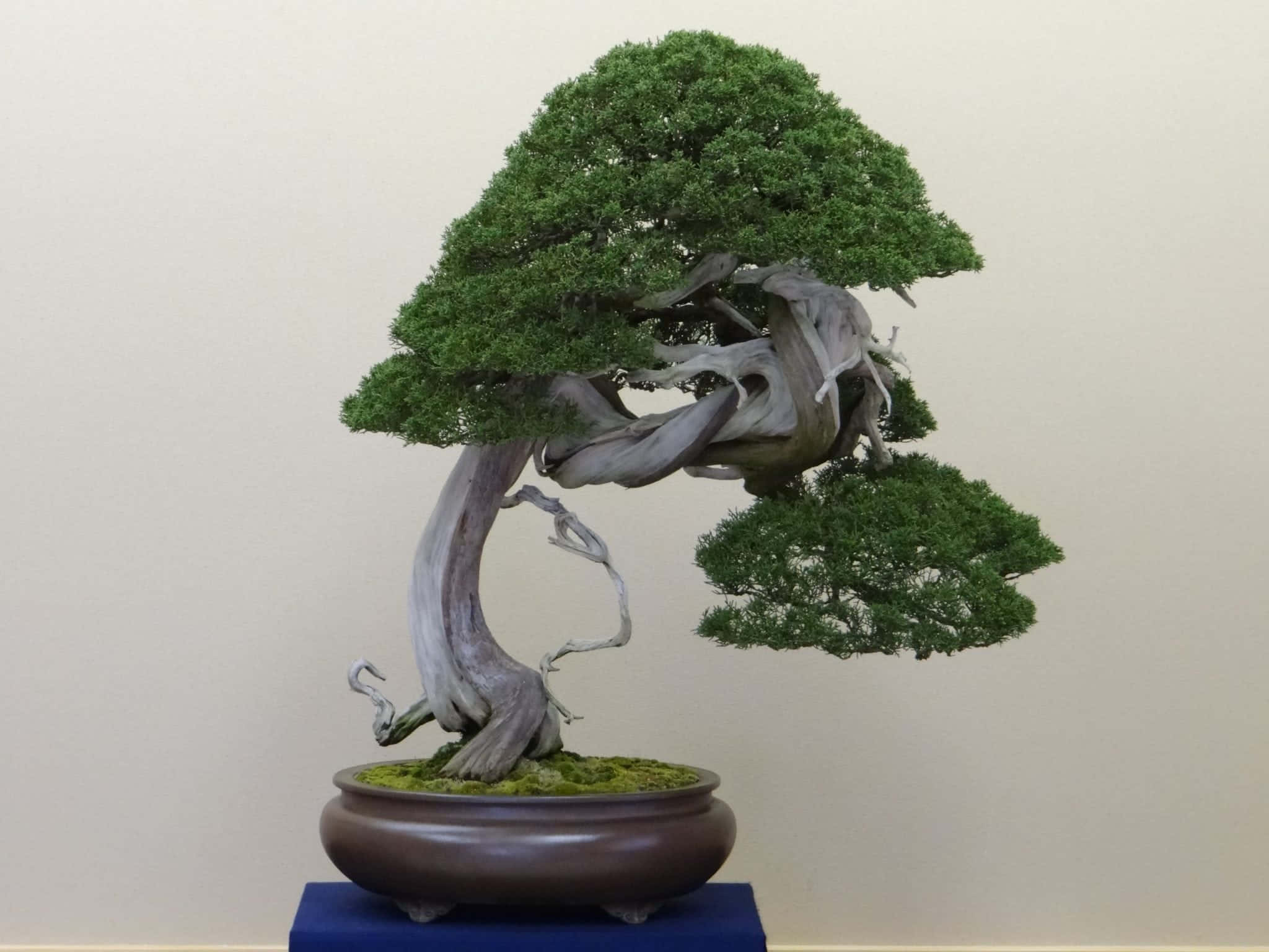 Bonsai Trees 桌布 壁紙 — 一棵優雅扭曲的盆景樹，擁有茂密的綠色葉子，放在一個深色陶瓷盆中，置於藍色布料上，背景是純色米色牆壁。