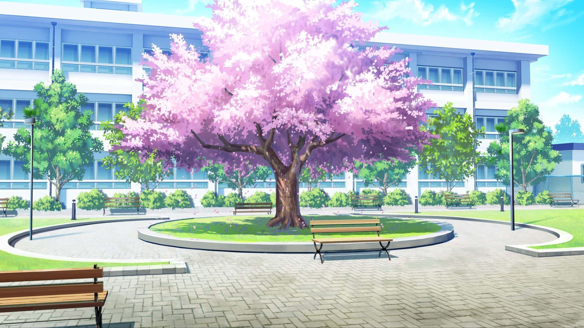 Gacha 桌布 壁紙 — 一棵充滿活力的動漫風格櫻花樹，盛開著粉紅色的花朵，矗立在陽光明媚的學校庭院中央，背景有木製長椅和現代建築。