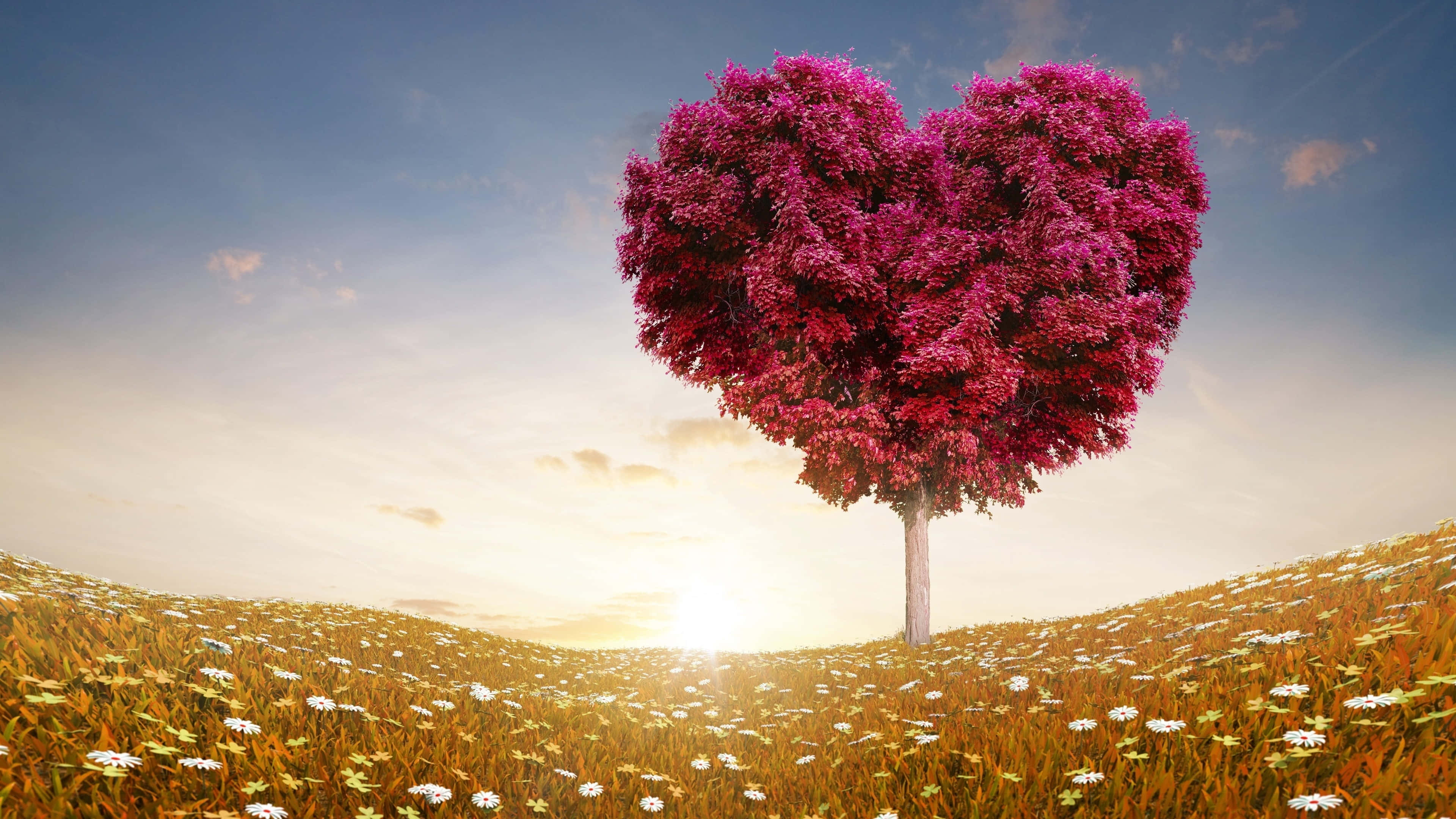 4K Love 桌布 壁紙 — 一棵充滿活力的心形樹，長著洋紅色葉子，獨自矗立在日落時分金色雛菊田野中。
