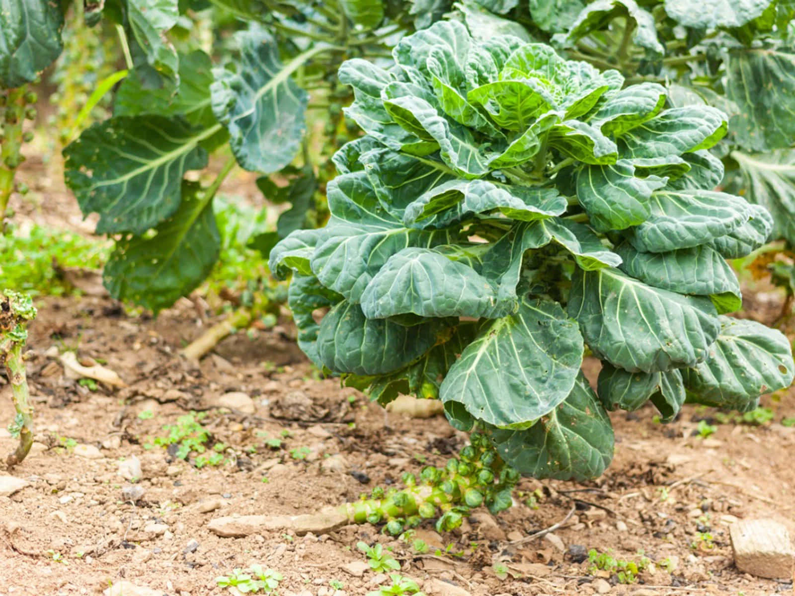 Brussel Sprout 桌布 壁紙 — 一棵充滿活力的抱子甘藍植物，擁有茂盛的綠葉和正在發育的芽，在自然日光下生長在肥沃的棕色土壤中。