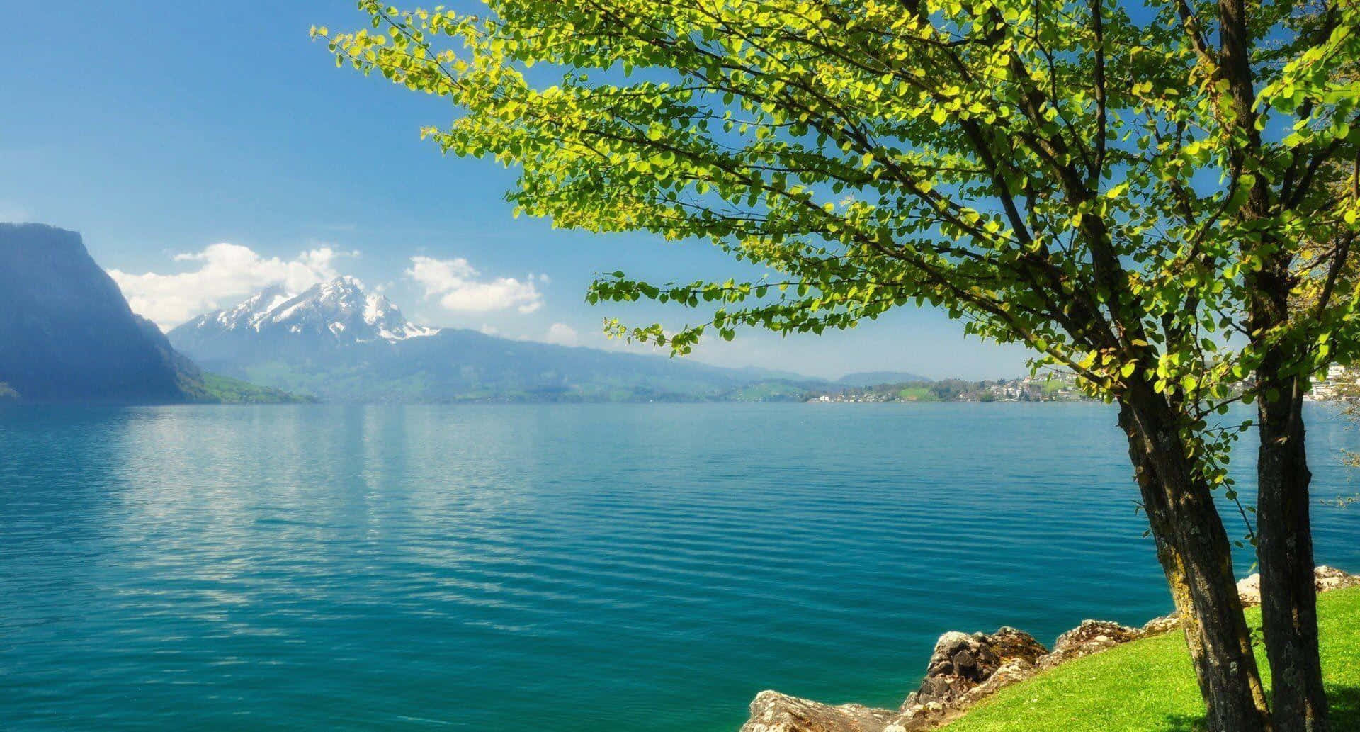 Beautiful Lake 桌布 壁紙 — 一棵充滿活力的樹，長滿新鮮的綠葉，框住了一個寧靜的綠松石色湖泊，背景是白雪覆蓋的山脈，天空清澈湛藍。