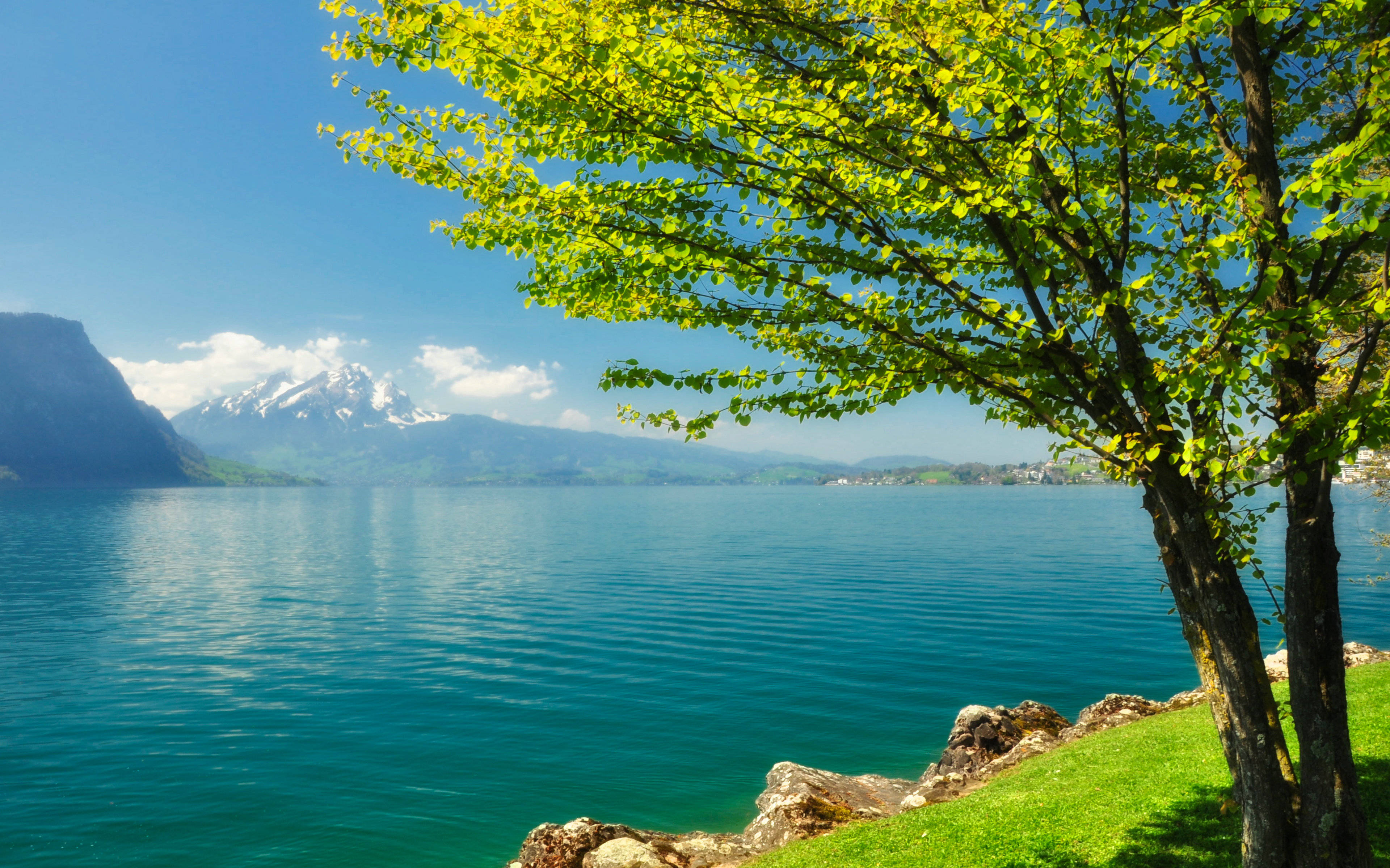 Best Desktop 桌布 壁紙 — 一棵充滿活力的樹，長滿新鮮的綠葉，襯托著寧靜的綠松石色湖泊，背景是白雪覆蓋的山脈，天空湛藍清澈。