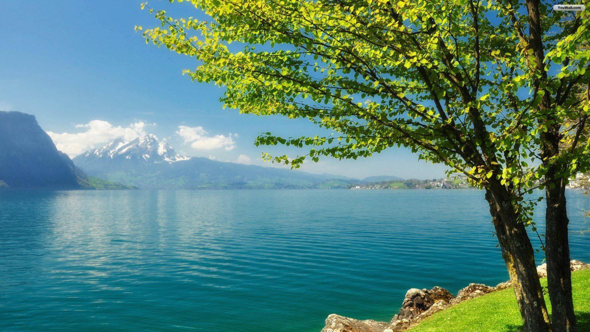 Lake 桌布 壁紙 — 一棵充滿活力的樹，長滿翠綠的葉子，襯托著清澈藍天下白雪覆蓋的山脈，環繞著寧靜的碧綠湖泊。