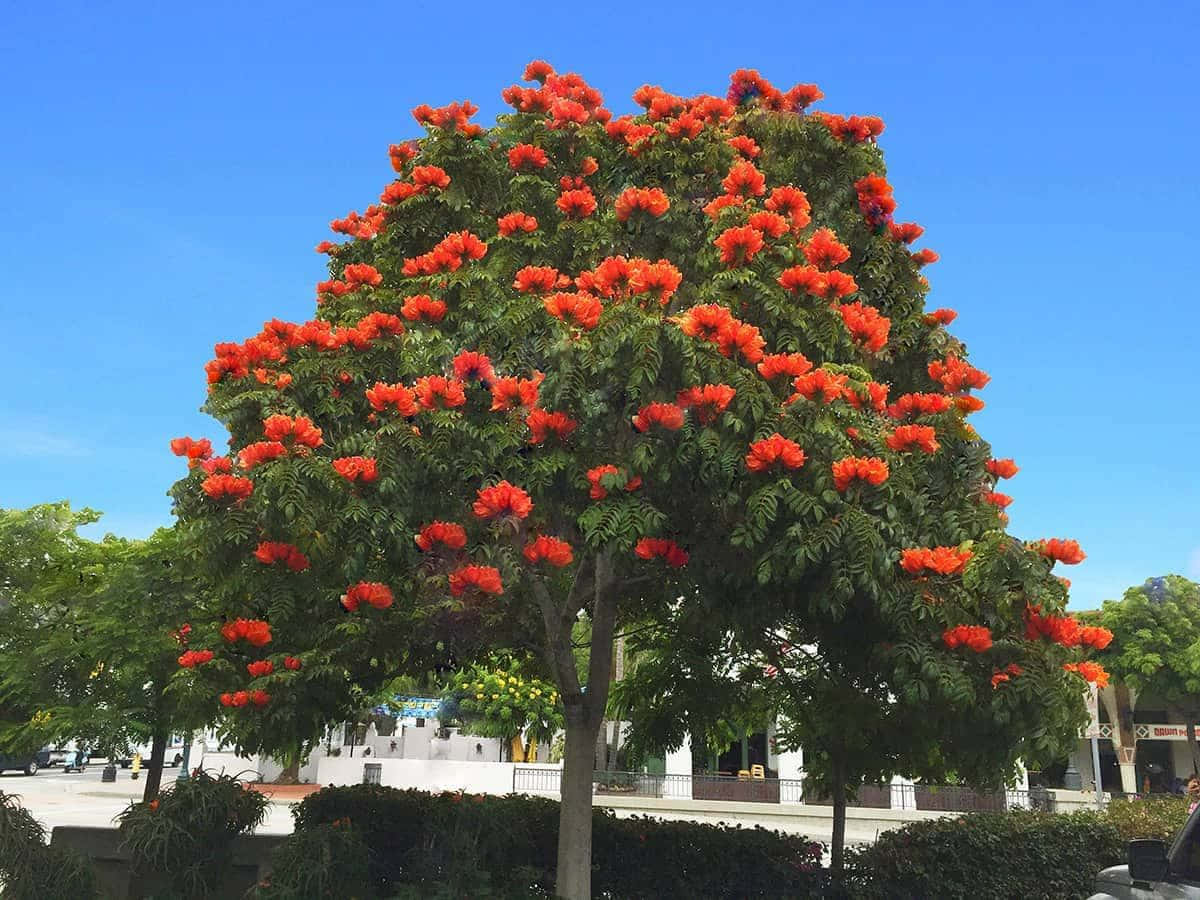 Tulip Tree 桌布 壁紙 — 一棵充滿活力的樹在晴朗的藍天下，在陽光明媚的城市廣場上綻放出火紅的橙紅色花朵。