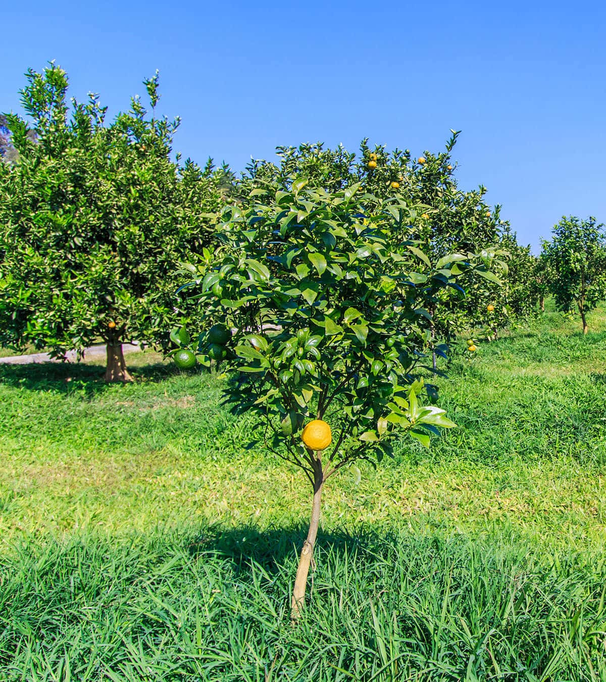 Fruits 桌布 壁紙 — 一棵充滿活力的橙樹掛滿果實，矗立在陽光明媚的果園中，天空湛藍清澈。