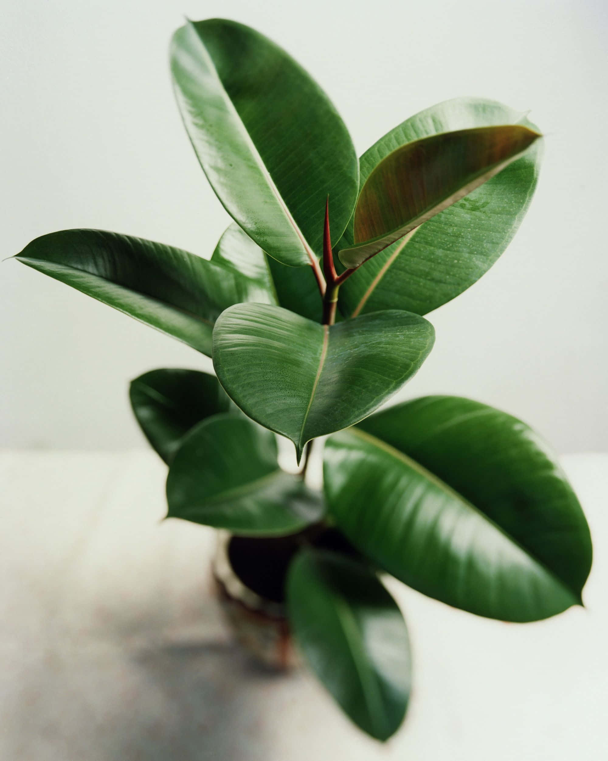 Plant 桌布 壁紙 — 一棵充滿活力的橡膠植物，帶有光澤的綠色葉子和紅色莖，立在陶瓷花盆中，背景是柔和的白色。