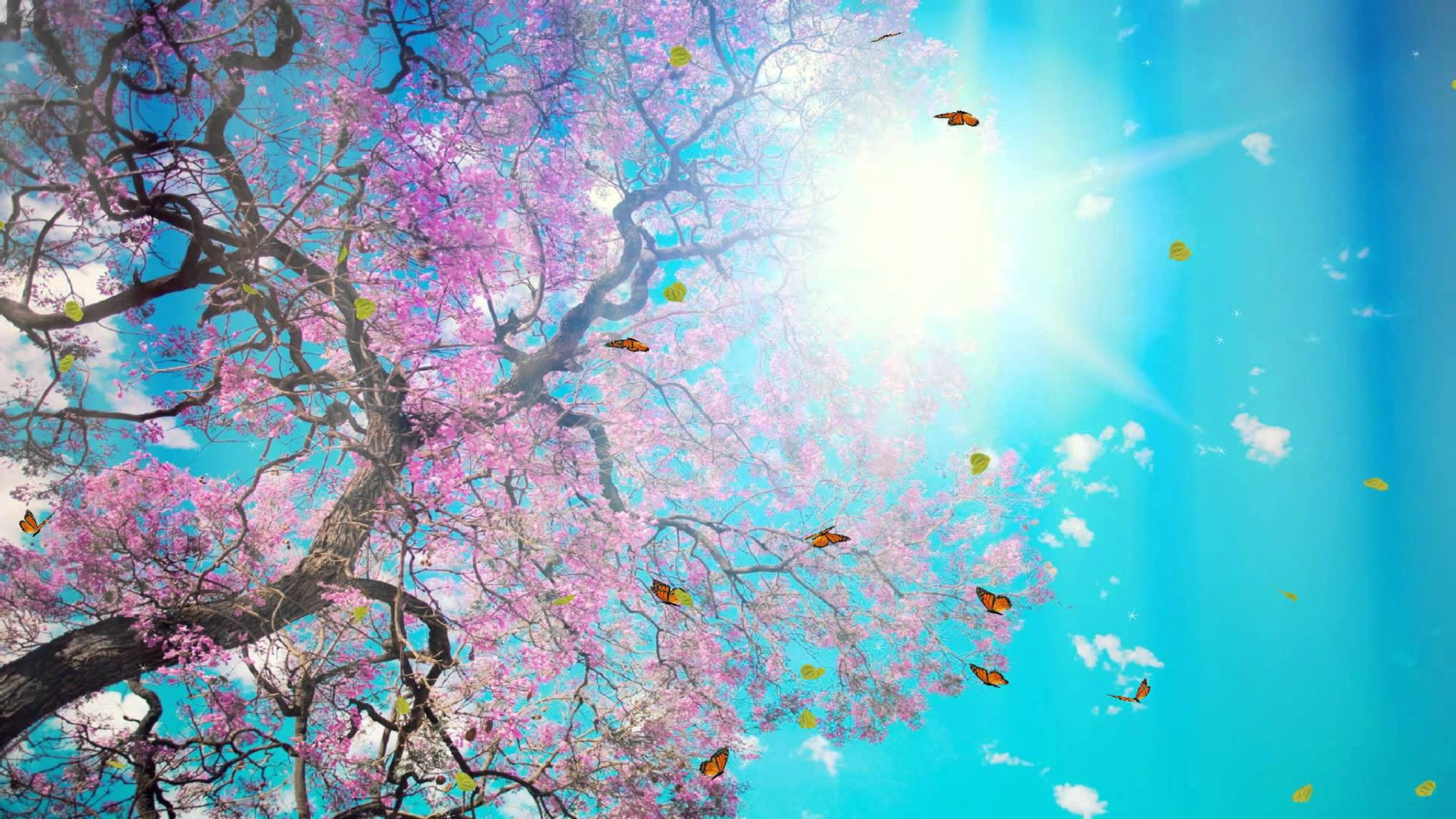 Canva 桌布 壁紙 — 一棵充滿活力的櫻花樹，粉紅色的花朵和翩翩起舞的蝴蝶沐浴在明亮的陽光下，映襯著清澈的藍天。
