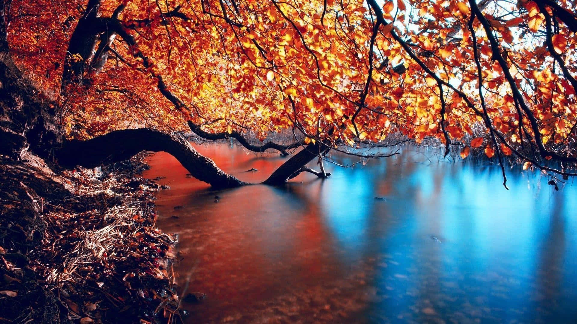 1920x1080 HD Fall 桌布 壁紙 — 一棵充滿活力的秋樹，帶有火紅的橙色樹葉，拱形在平靜的河流上，映照著清涼的藍色河水。