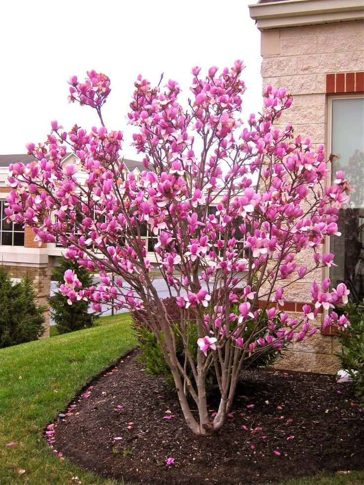 Tulip Tree 桌布 壁紙 — 一棵充滿活力的粉紅色木蘭樹盛開，矗立在陰天時石屋旁邊的園林花壇中。