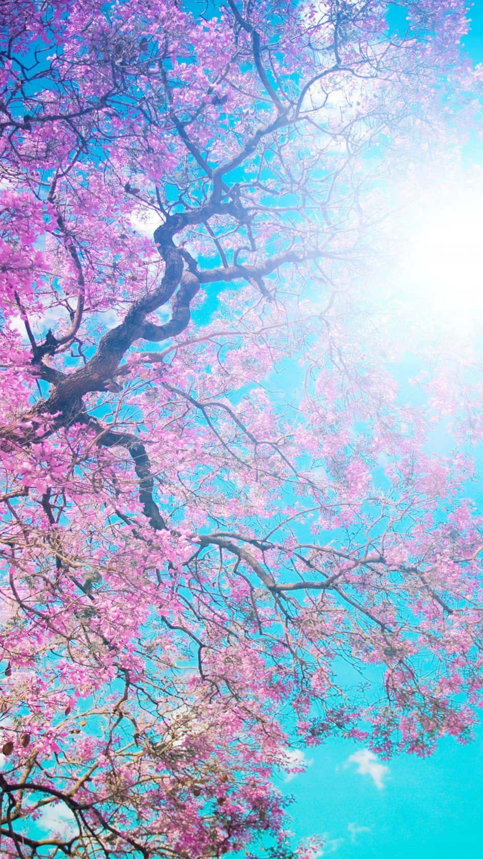 sunny 桌布 壁紙 — 一棵充滿活力的粉紅色櫻花樹向上伸展枝條，襯托著陽光穿透的明亮藍天。