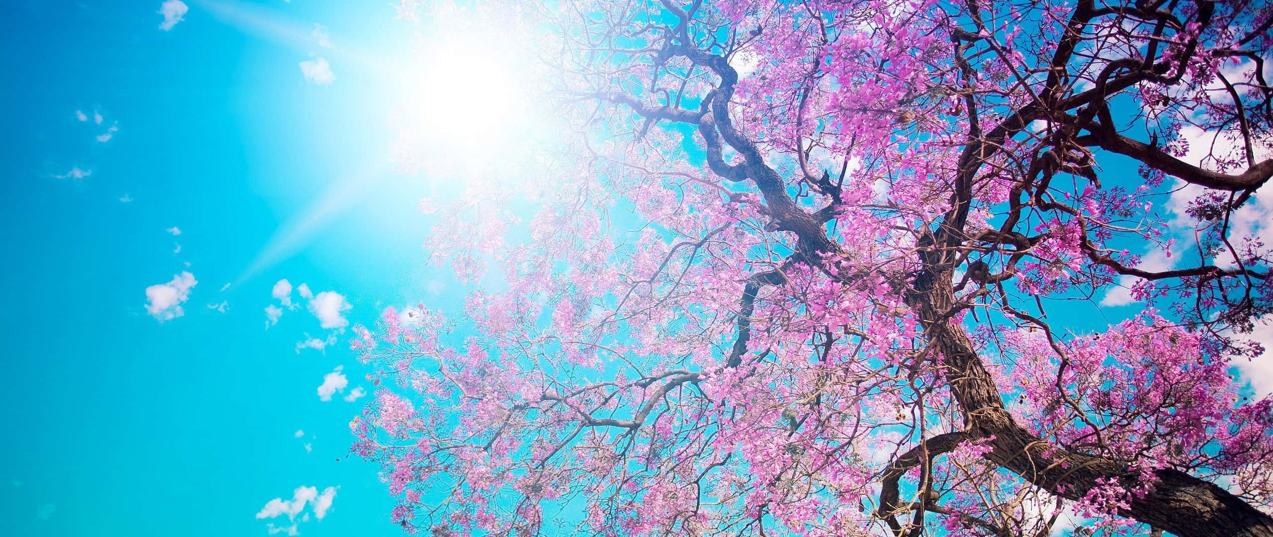 Cherry Blossoms Anime Scenery 桌布 壁紙 — 一棵充滿活力的粉紅色櫻花樹枝條向上伸展，襯托著燦爛的藍天和明亮的陽光。