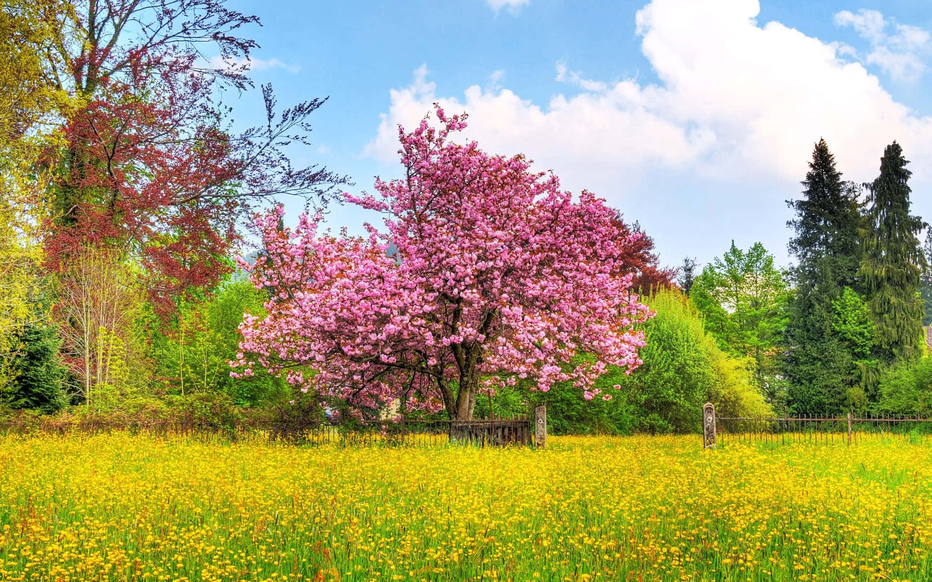 Cherry Blossom Tree 桌布 壁紙 — 一棵充滿活力的粉紅色櫻花樹矗立在金色蒲公英田野中，上方是明亮的藍天和蓬鬆的白雲。