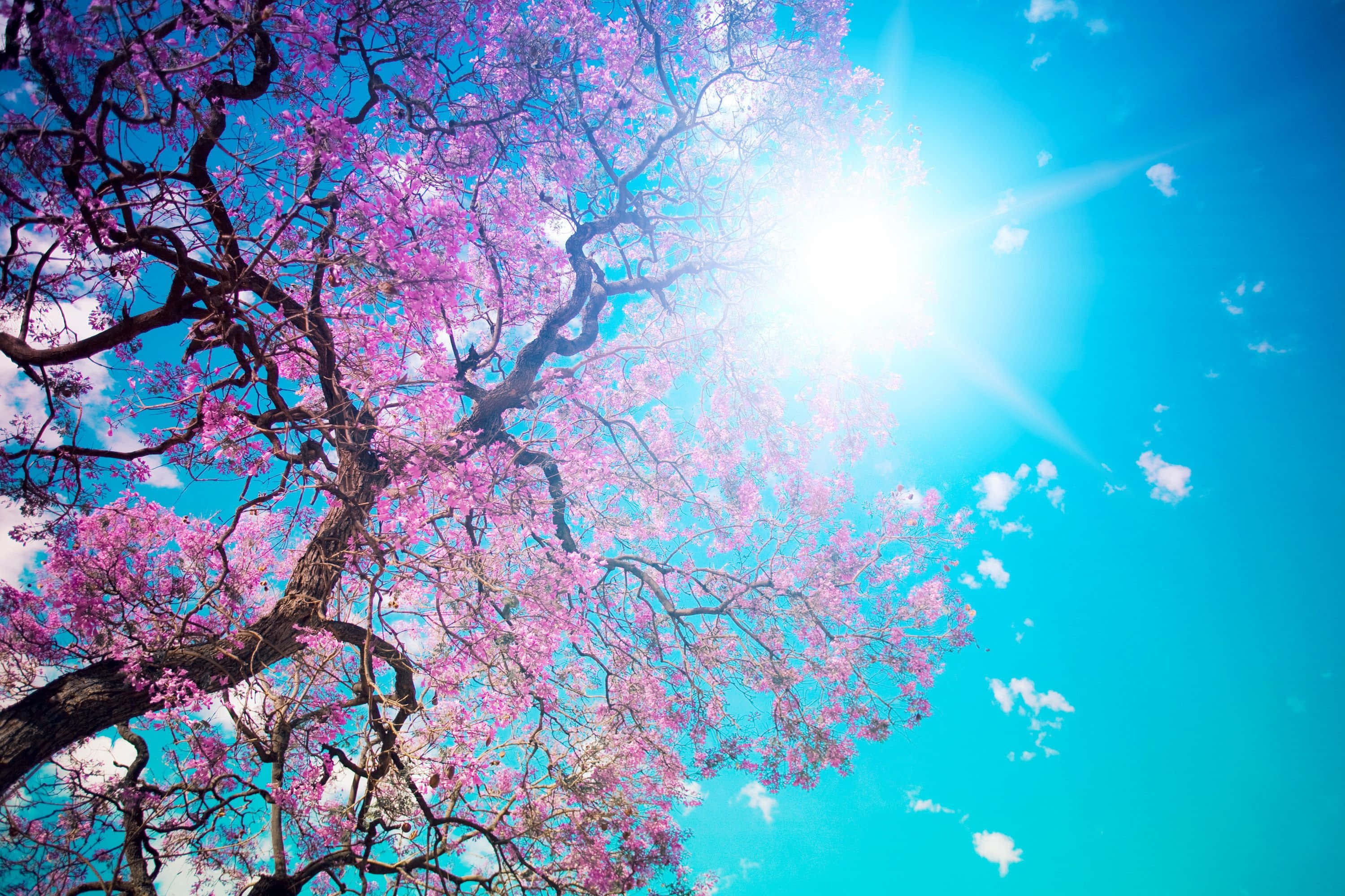 Spring Trees 桌布 壁紙 — 一棵充滿活力的粉紅色開花樹，在明亮的藍天下彎曲，陽光燦爛地照耀著。