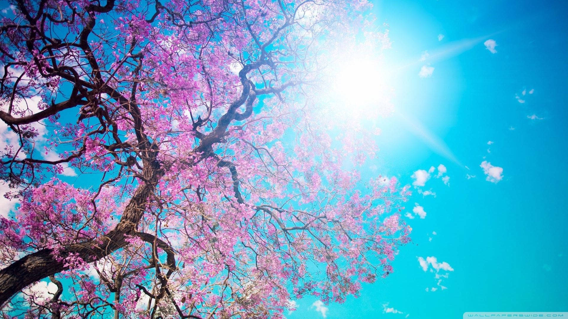 Tree 桌布 壁紙 — 一棵充滿活力的粉紅色開花樹木，在燦爛的藍天下彎曲，陽光在上方明亮地照耀。